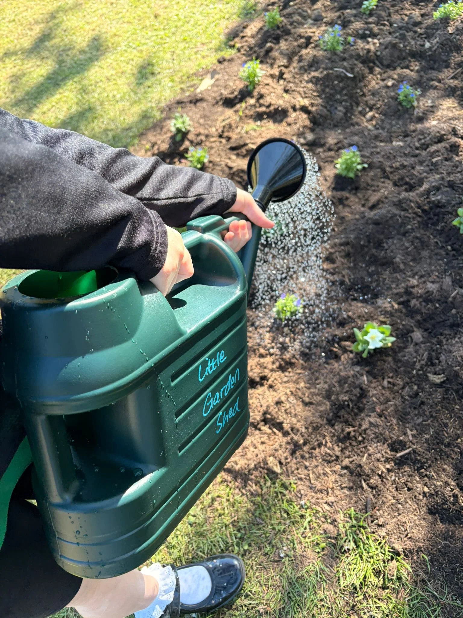 Green watering can, watering flower bed.