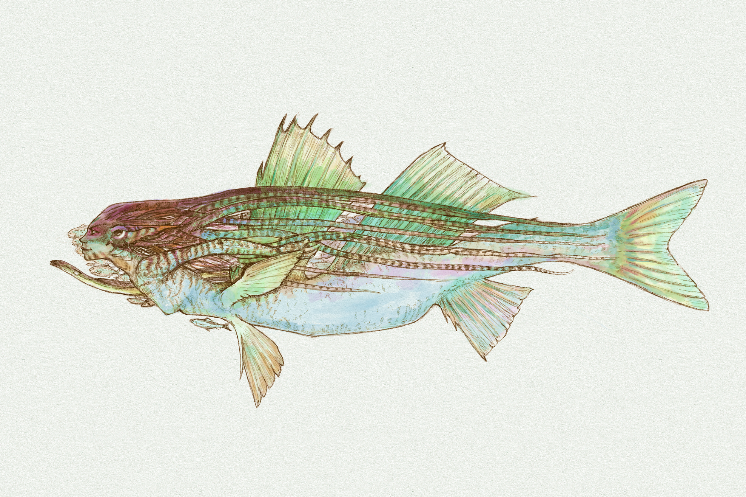 Glamour of the Striped Bass