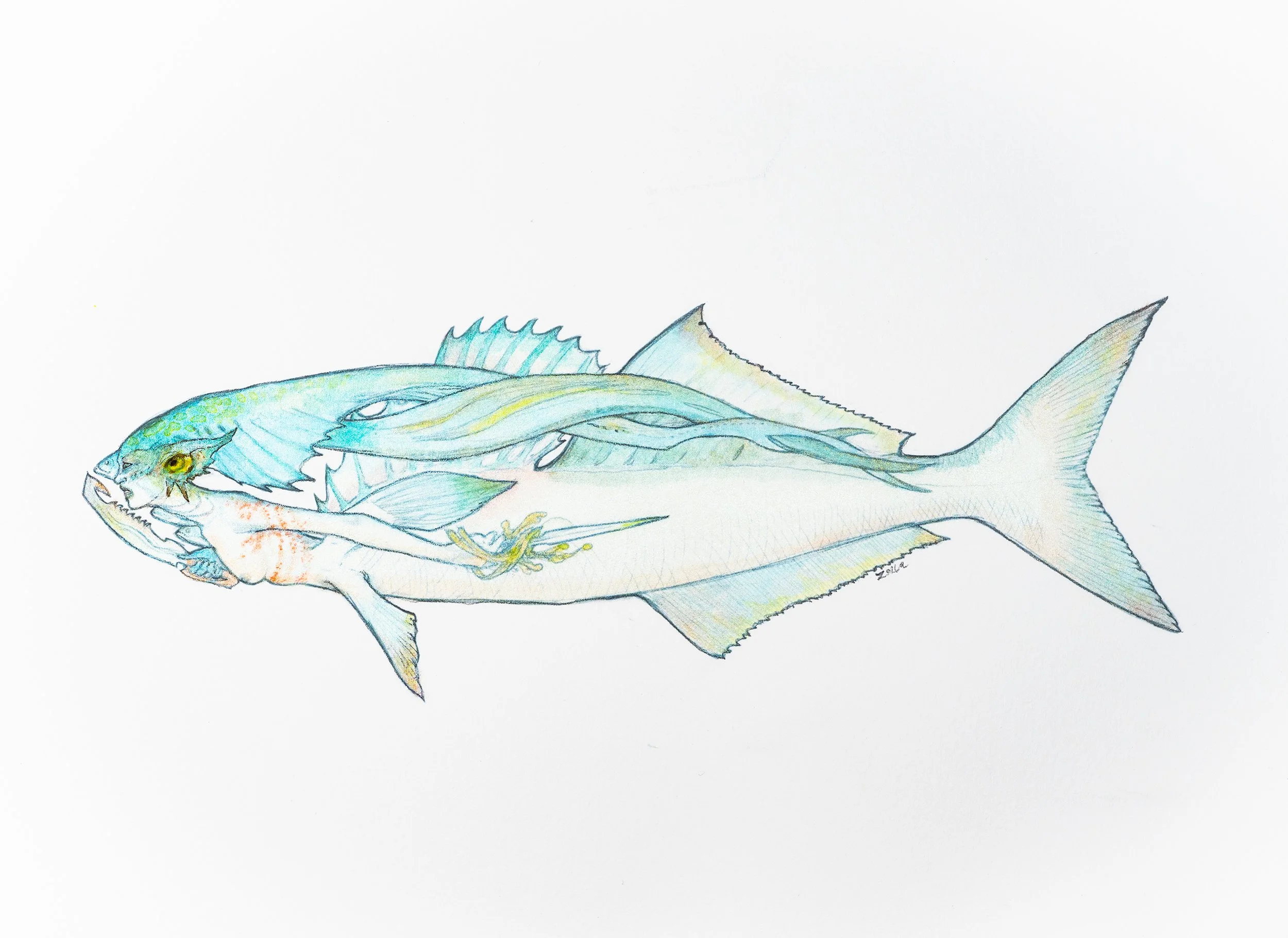Glamour of the Bluefish