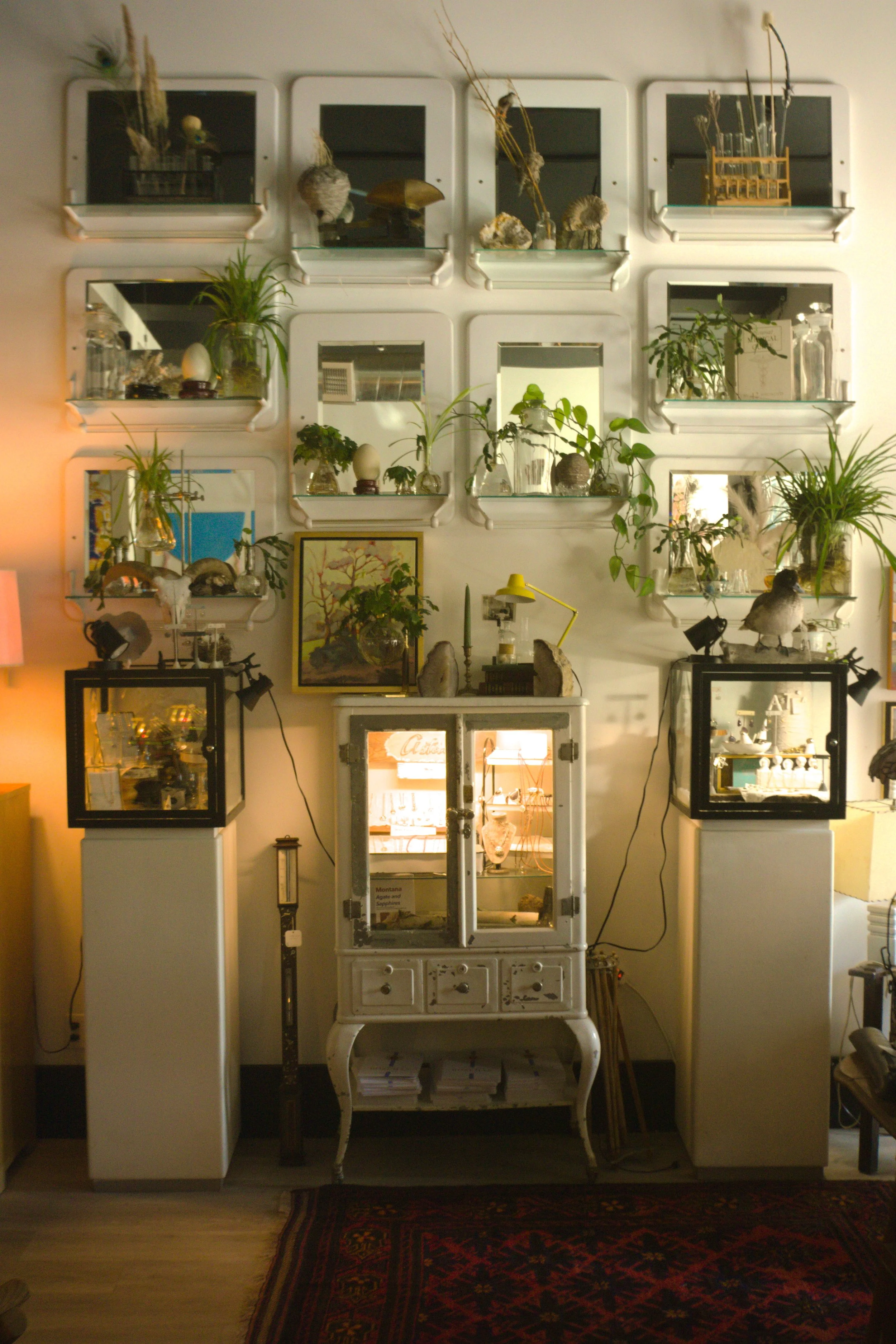 A wall decorated with multiple white-framed display cases filled with plants, rocks, and small objects, with a red patterned rug on the floor.