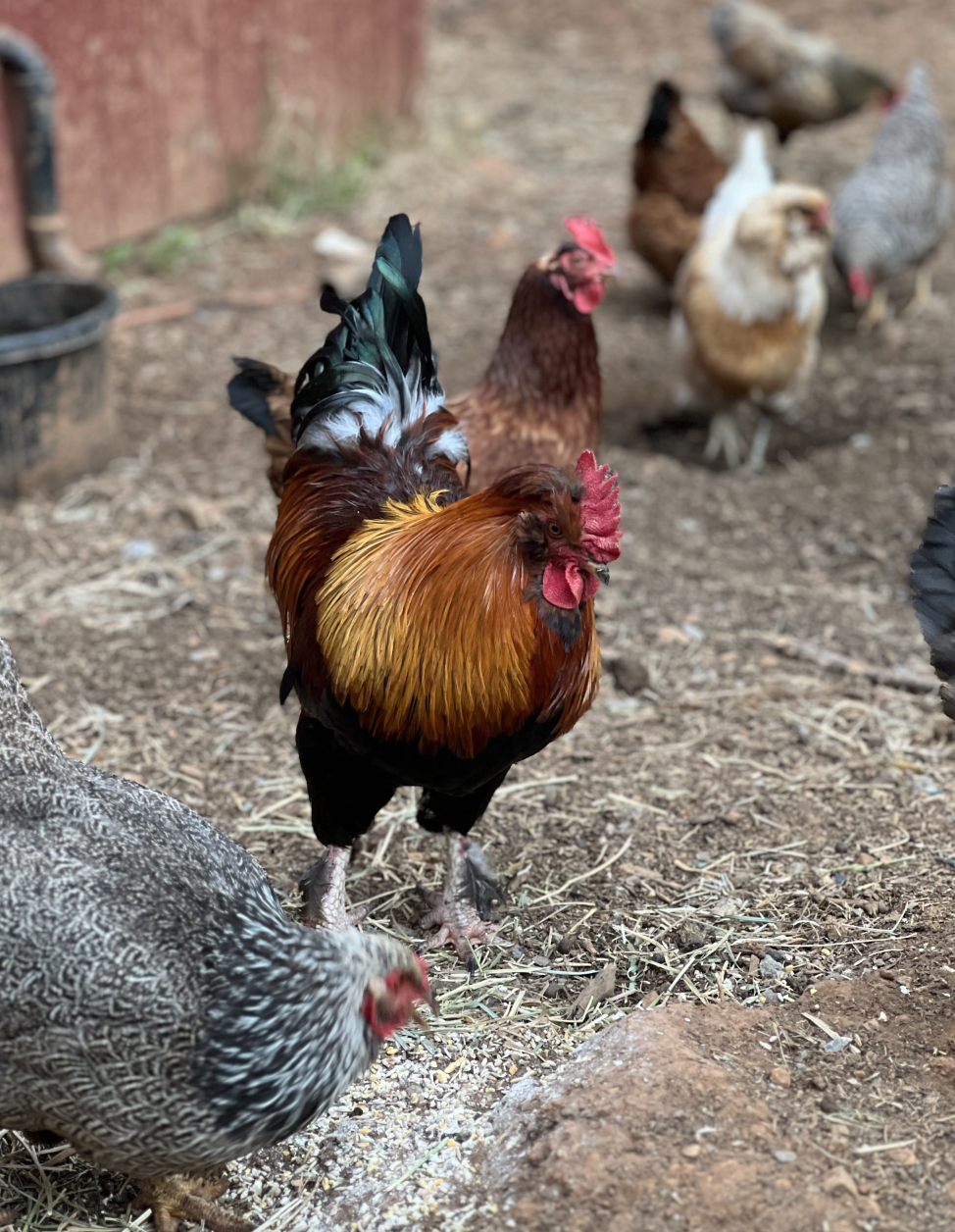 Screenshot 2023-09-19 at 12.37.15 PM.png