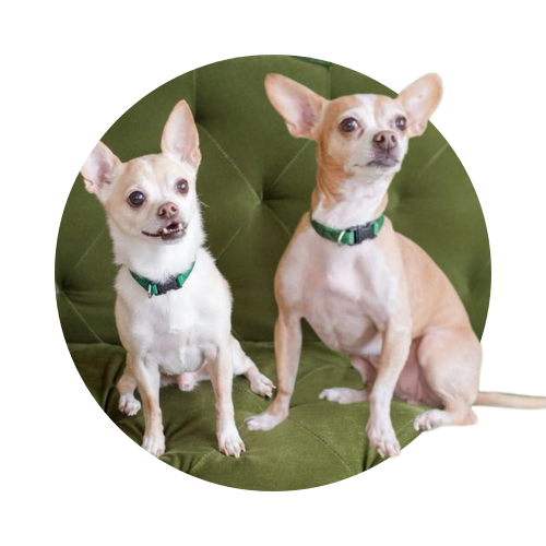 The Language of Love: Reiki for Animals