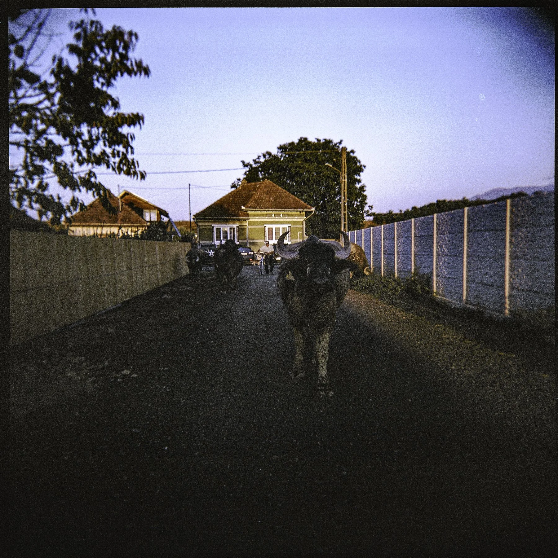 HolgaRomania-8 copy.jpg