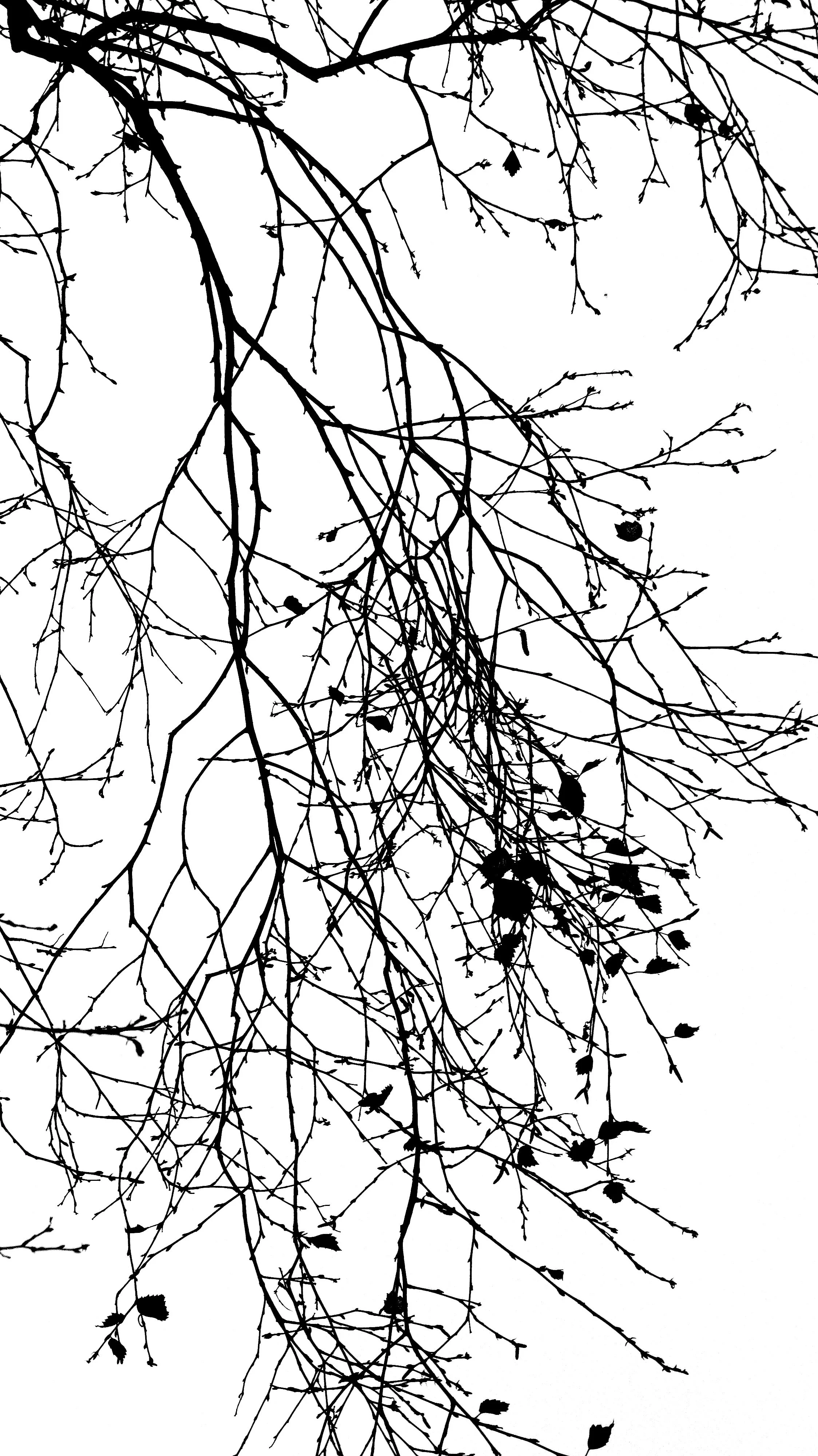 14.Vein of light.jpg