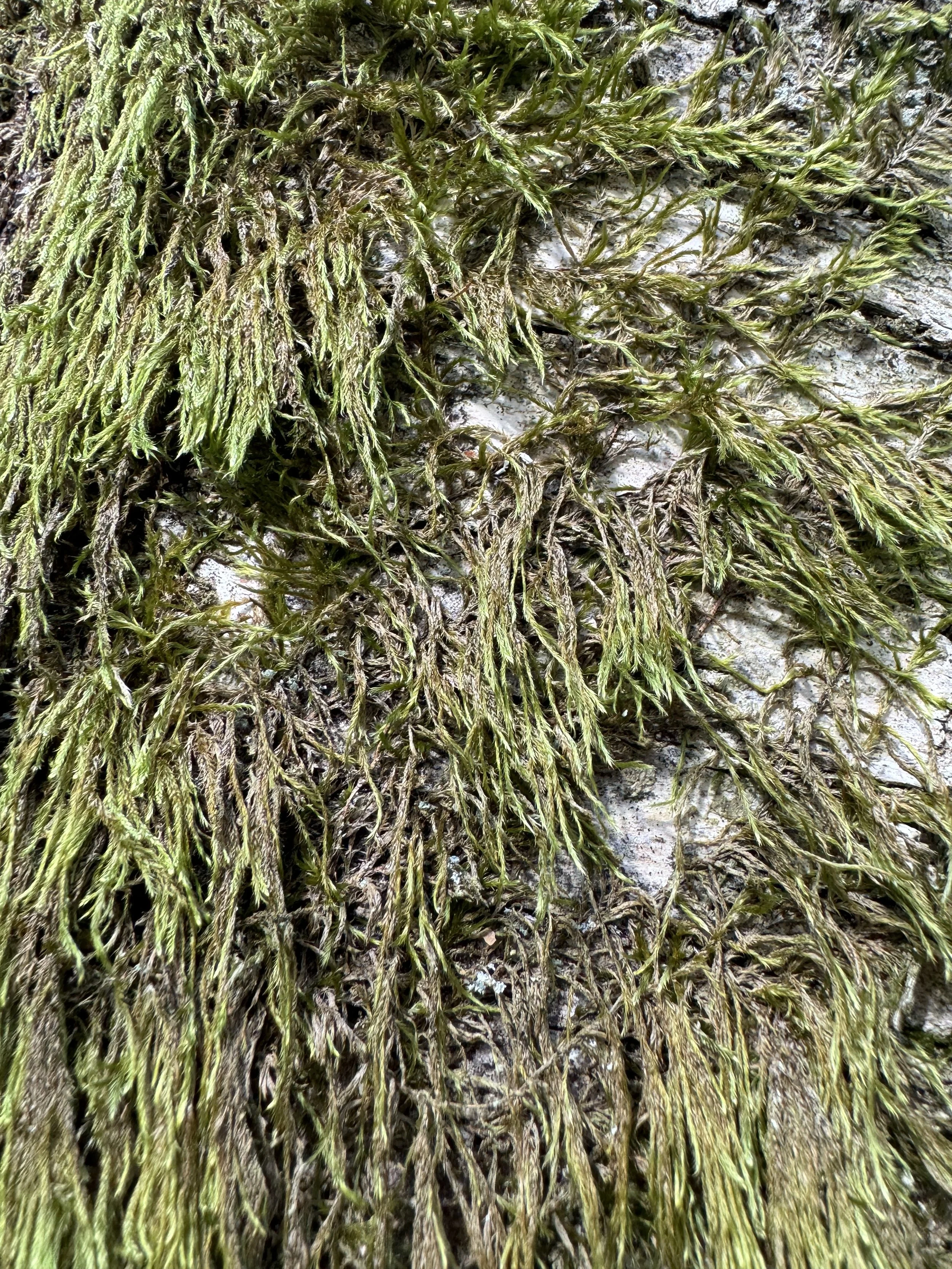 maja-sofie-kristiansen-bark-skin-10.jpeg
