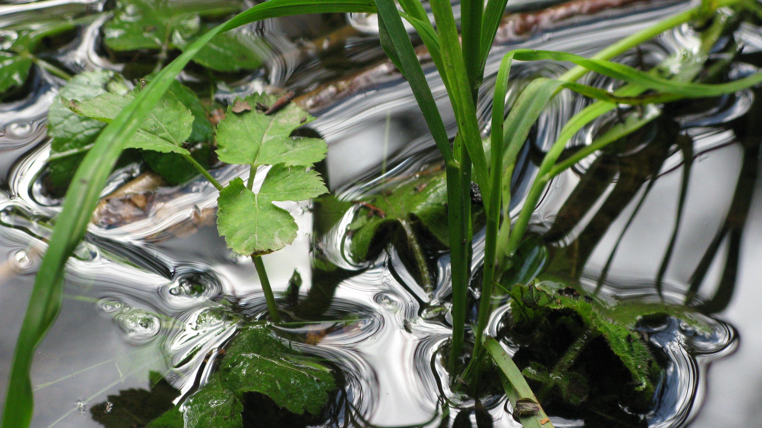 Close study of fresh green leaves and curved blades of grass held within rippling water, where a broad silver reflection flows through the frame and bends the plants into wavering forms. Fine-art photography by artist Maja Sofie Kristiansen.