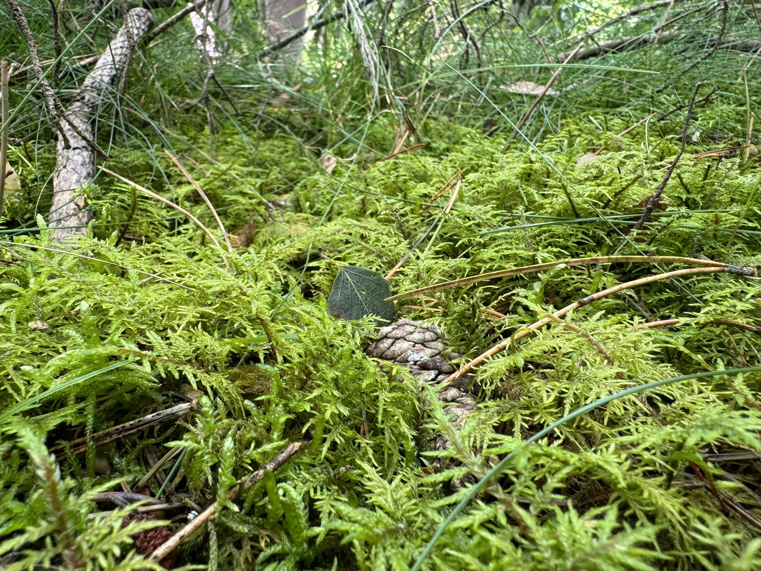 maja-sofie-kristiansen-bark-skin-2.jpeg