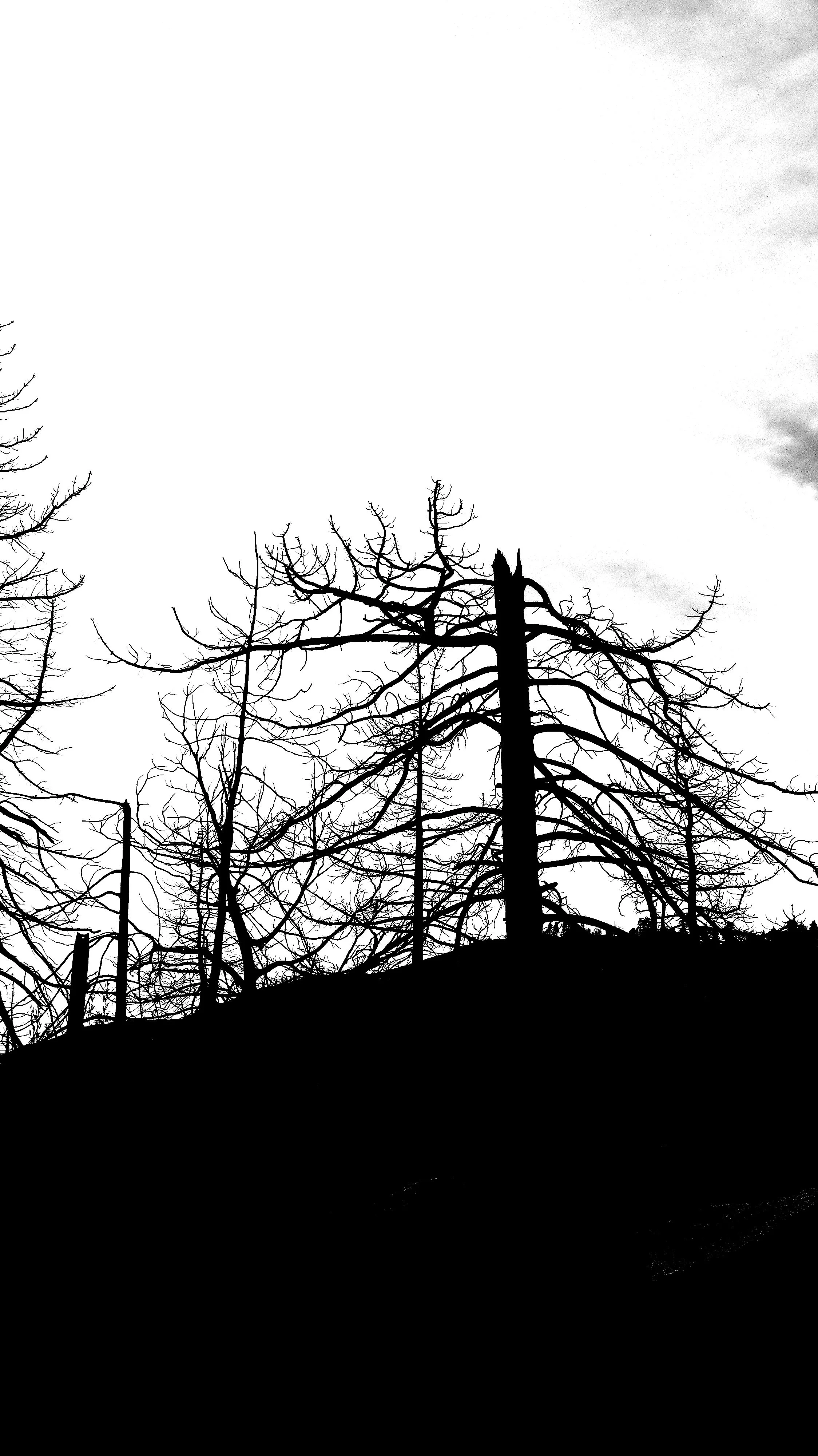 Black and white fine art photo of a tree broken in half - taken by Maja Sofie Kristiansen part of her After the Fire series