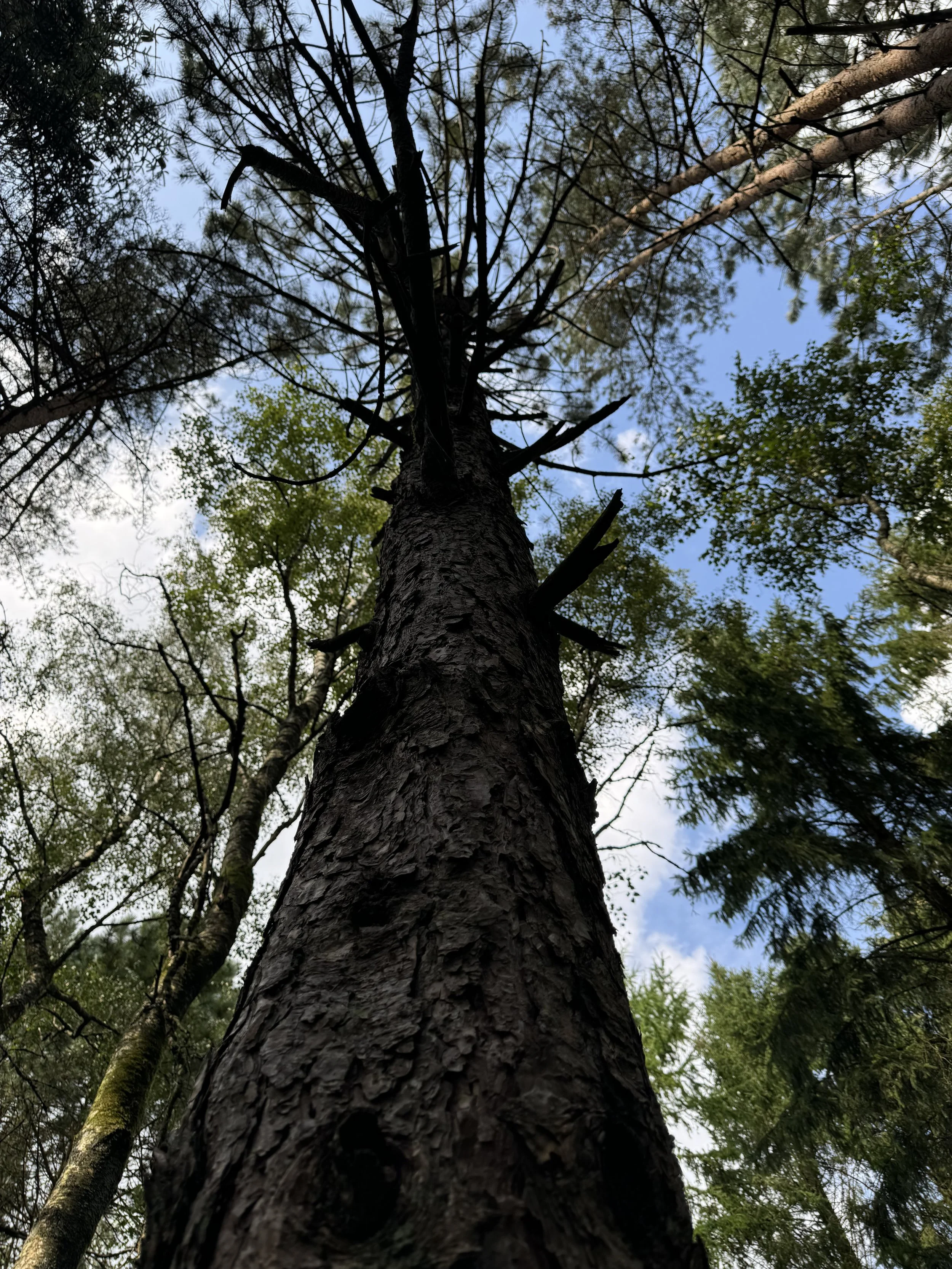 maja-sofie-kristiansen-bark-skin-12.jpeg