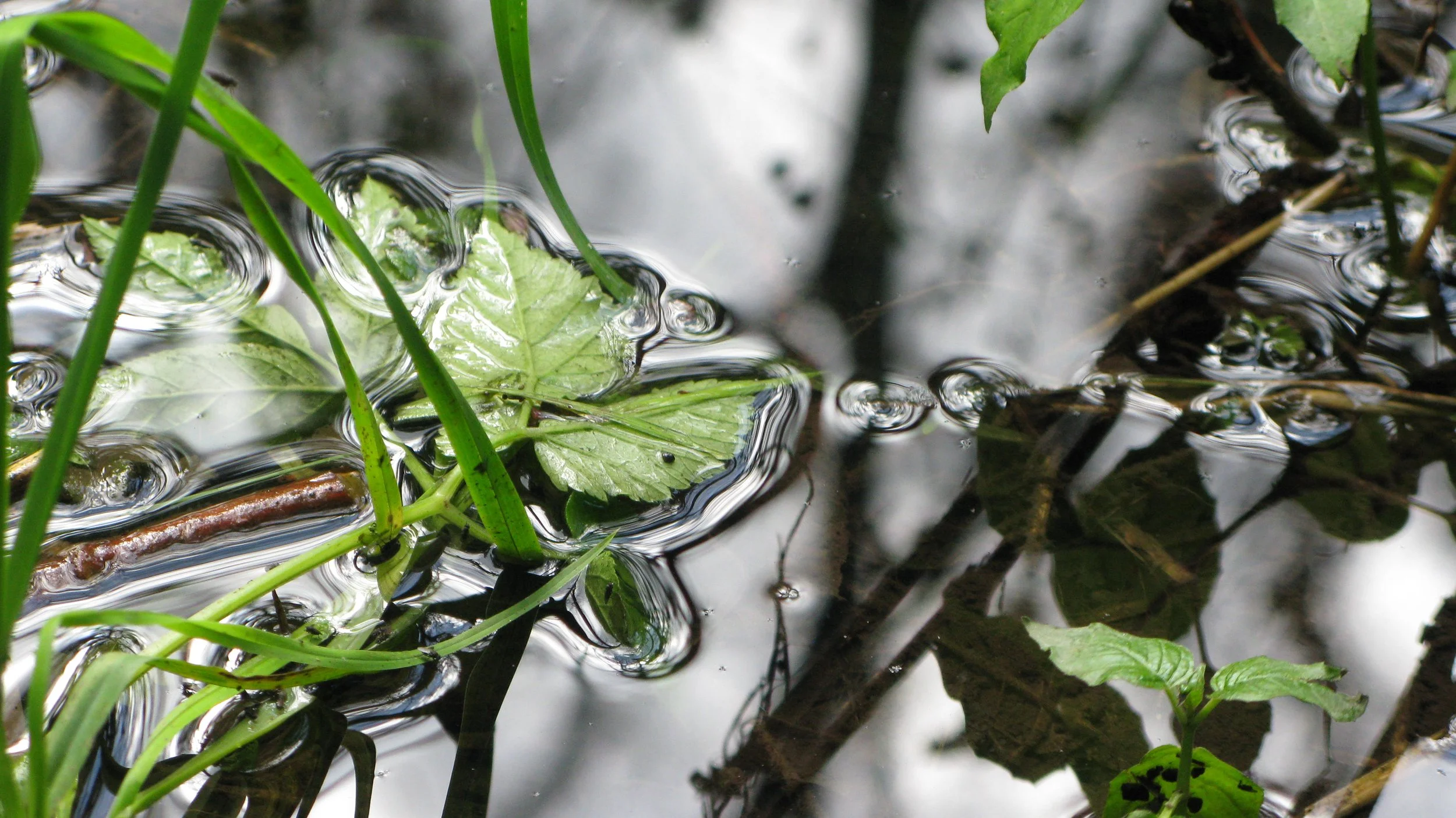 Close study of green leaves and blades of grass held at the surface of dark water, where small ripples gather into silver rings and reflections bend around the plants. Fine-art photography by artist Maja Sofie Kristiansen.