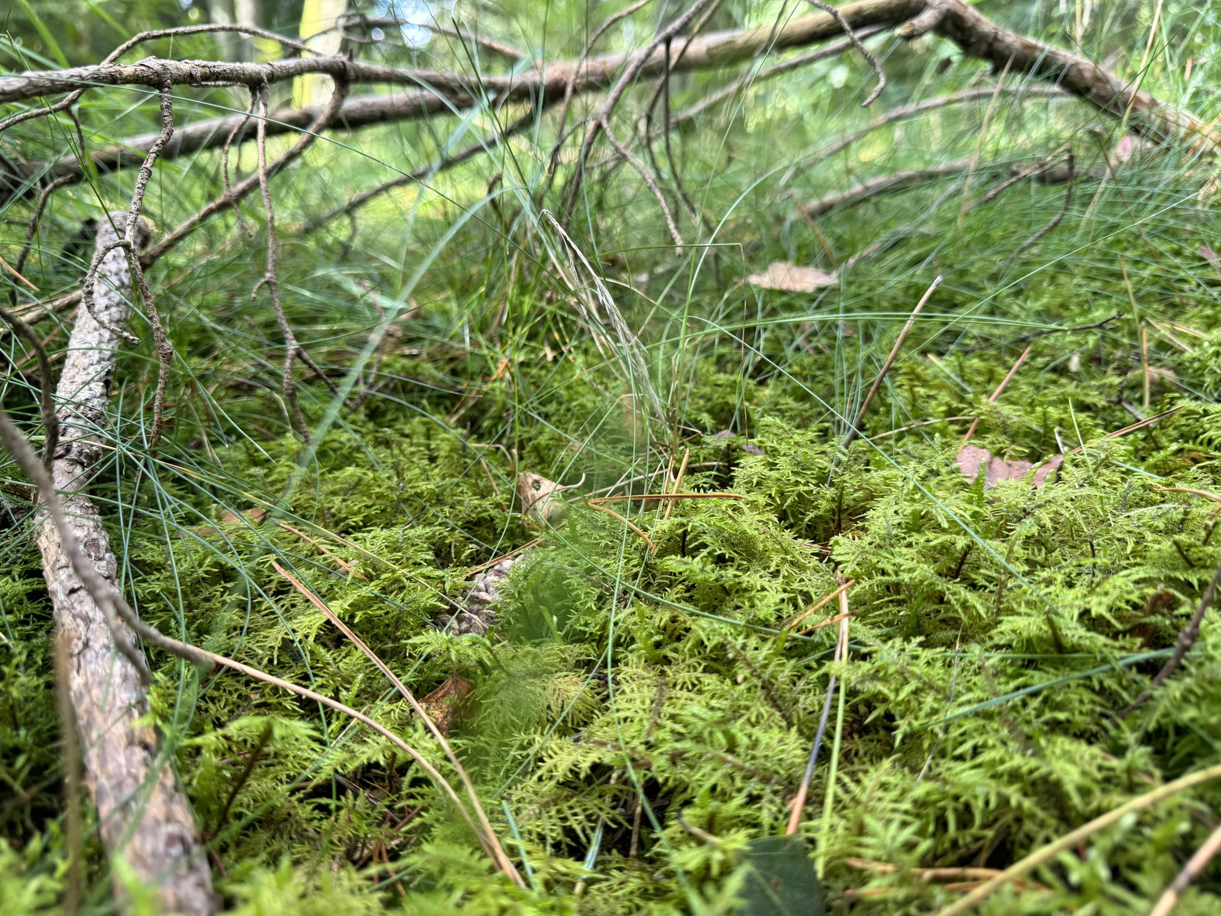 maja-sofie-kristiansen-bark-skin-1.jpeg