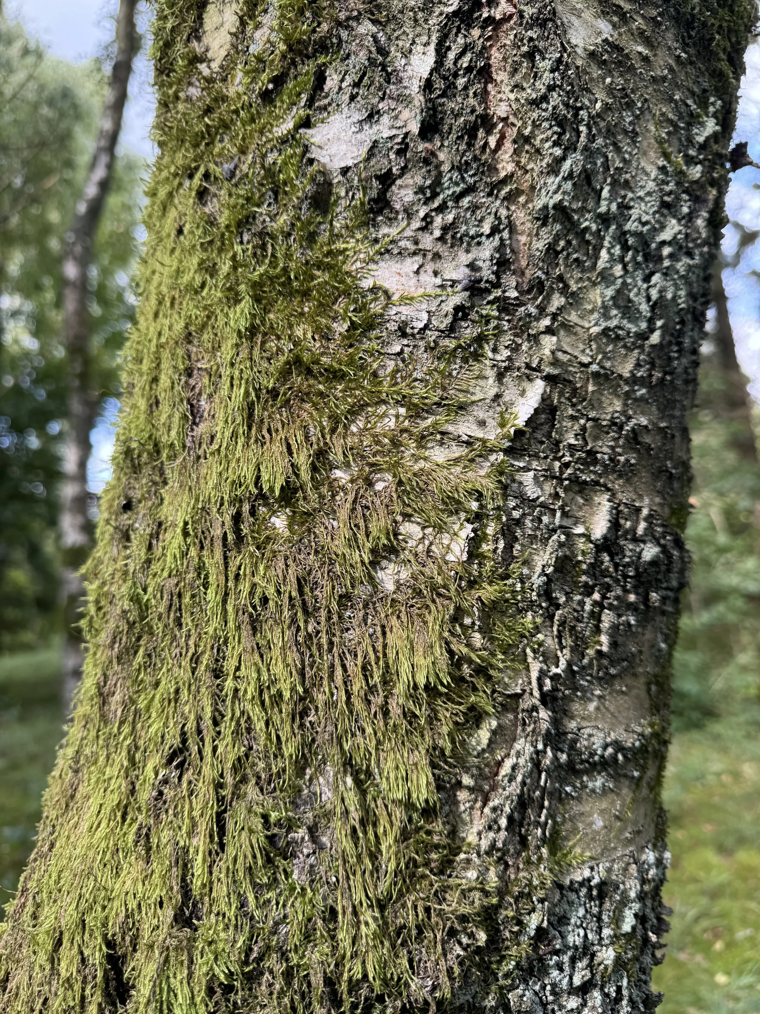 maja-sofie-kristiansen-bark-skin-9.jpeg