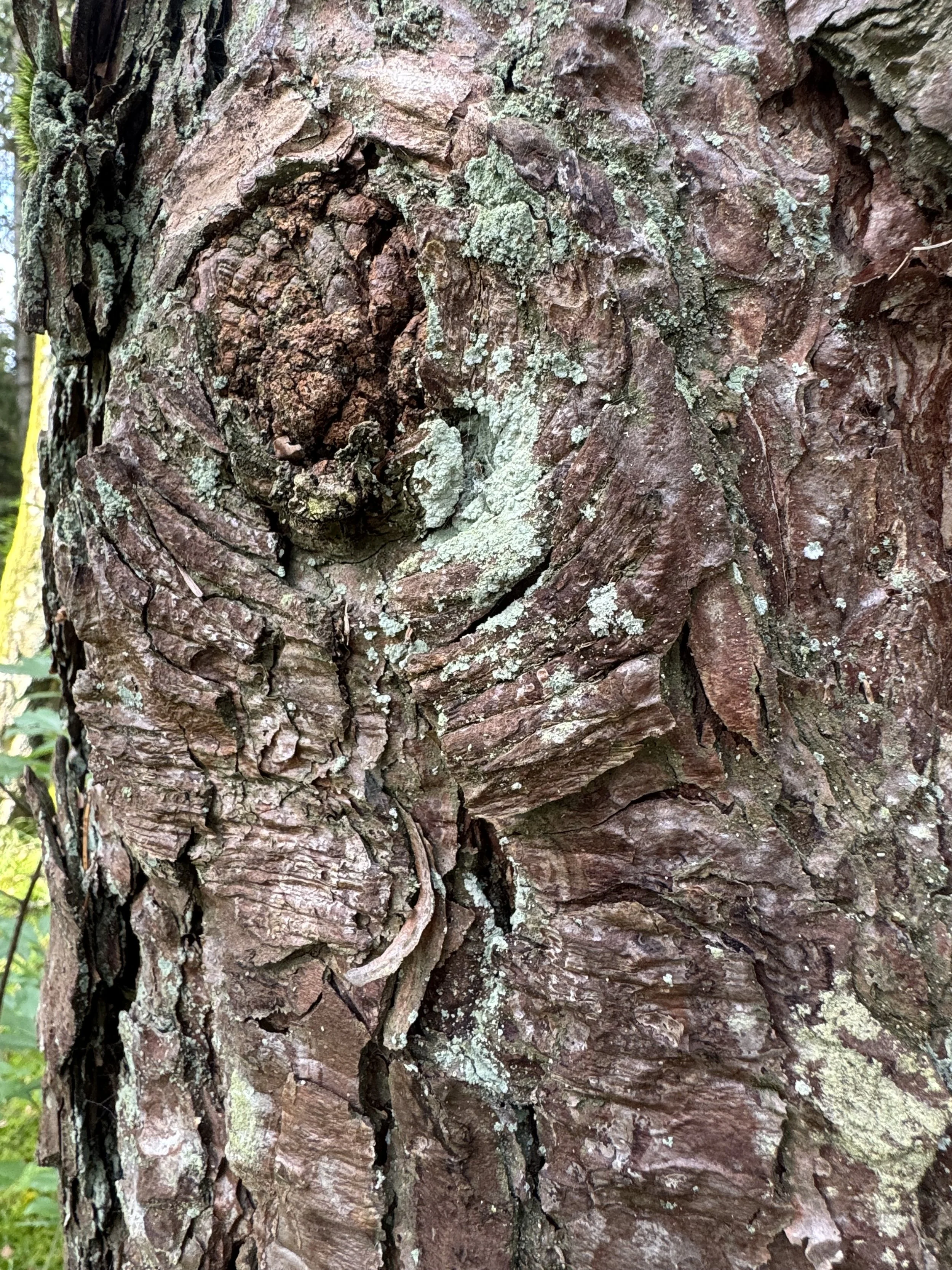 maja-sofie-kristiansen-bark-skin-8.jpeg