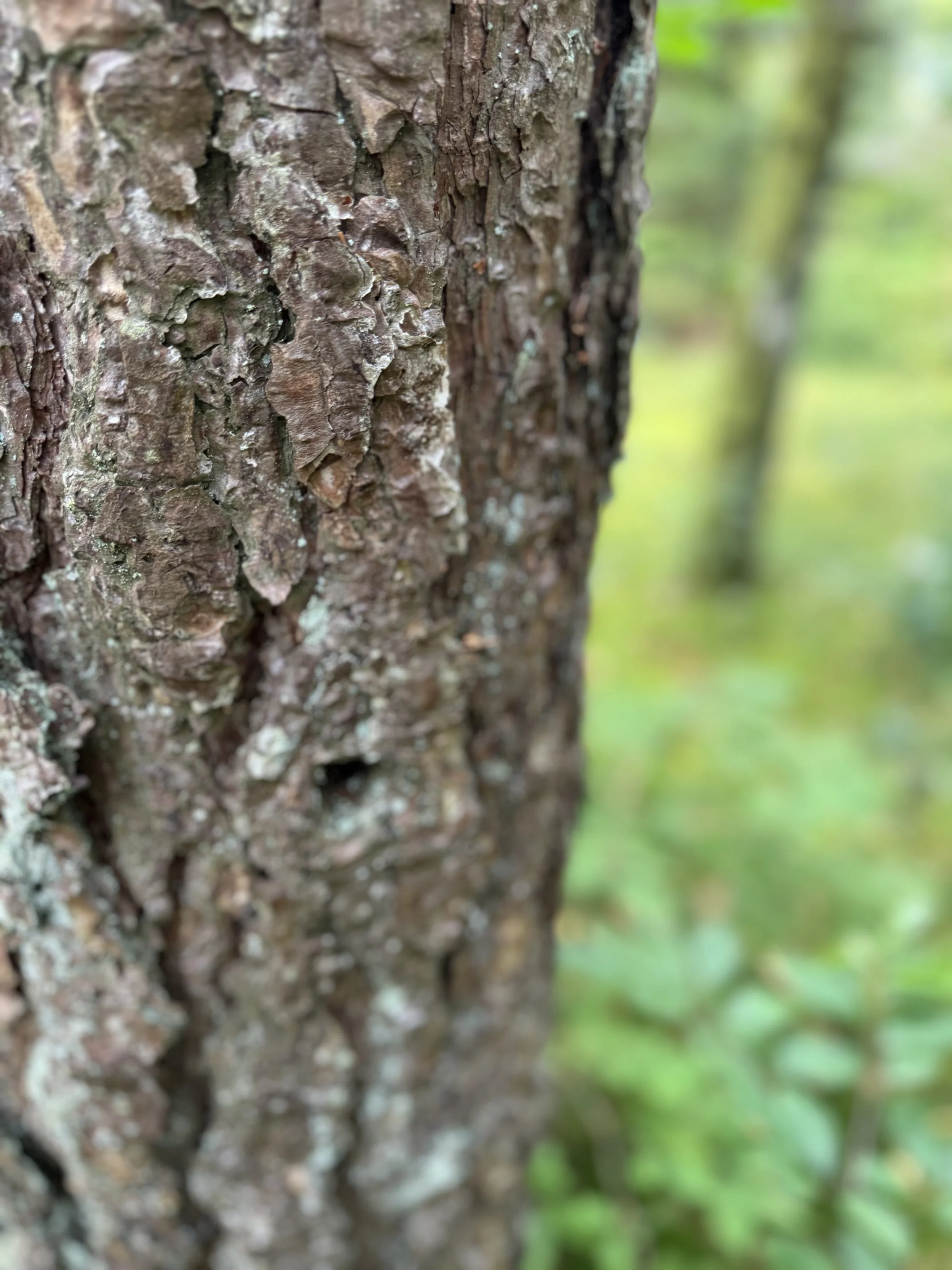 maja-sofie-kristiansen-bark-skin-7.jpeg