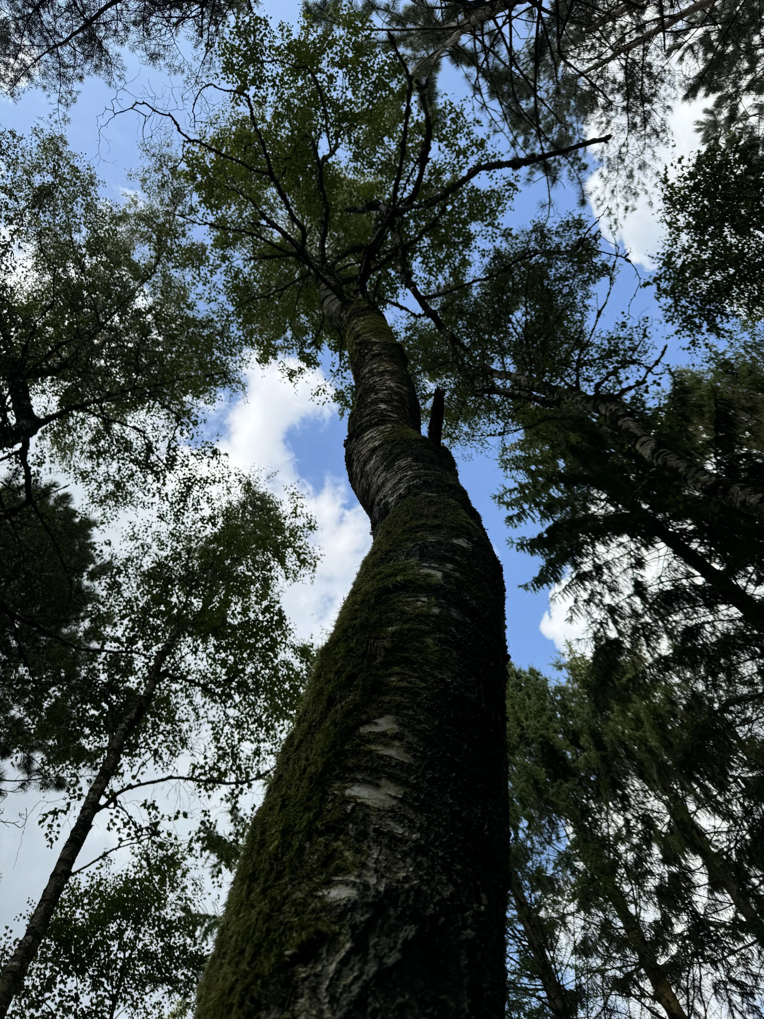 maja-sofie-kristiansen-bark-skin-11.jpeg