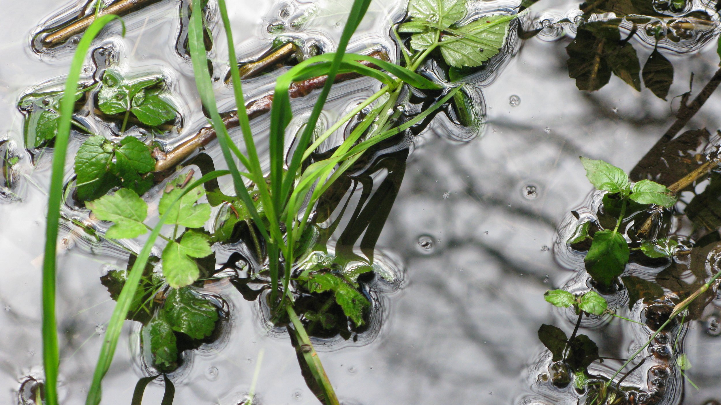 Surface Tension 2011