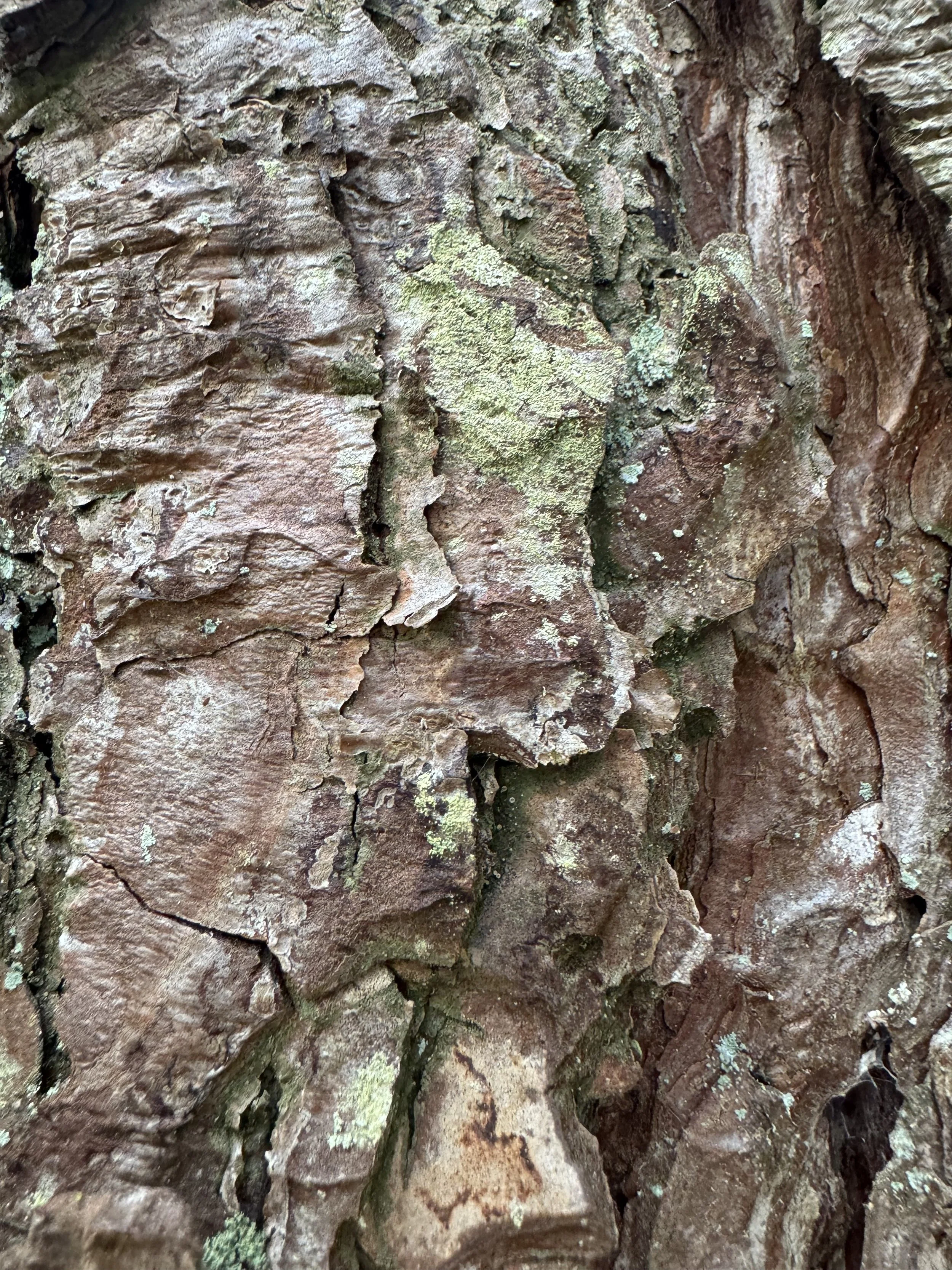 maja-sofie-kristiansen-bark-skin-5.jpeg