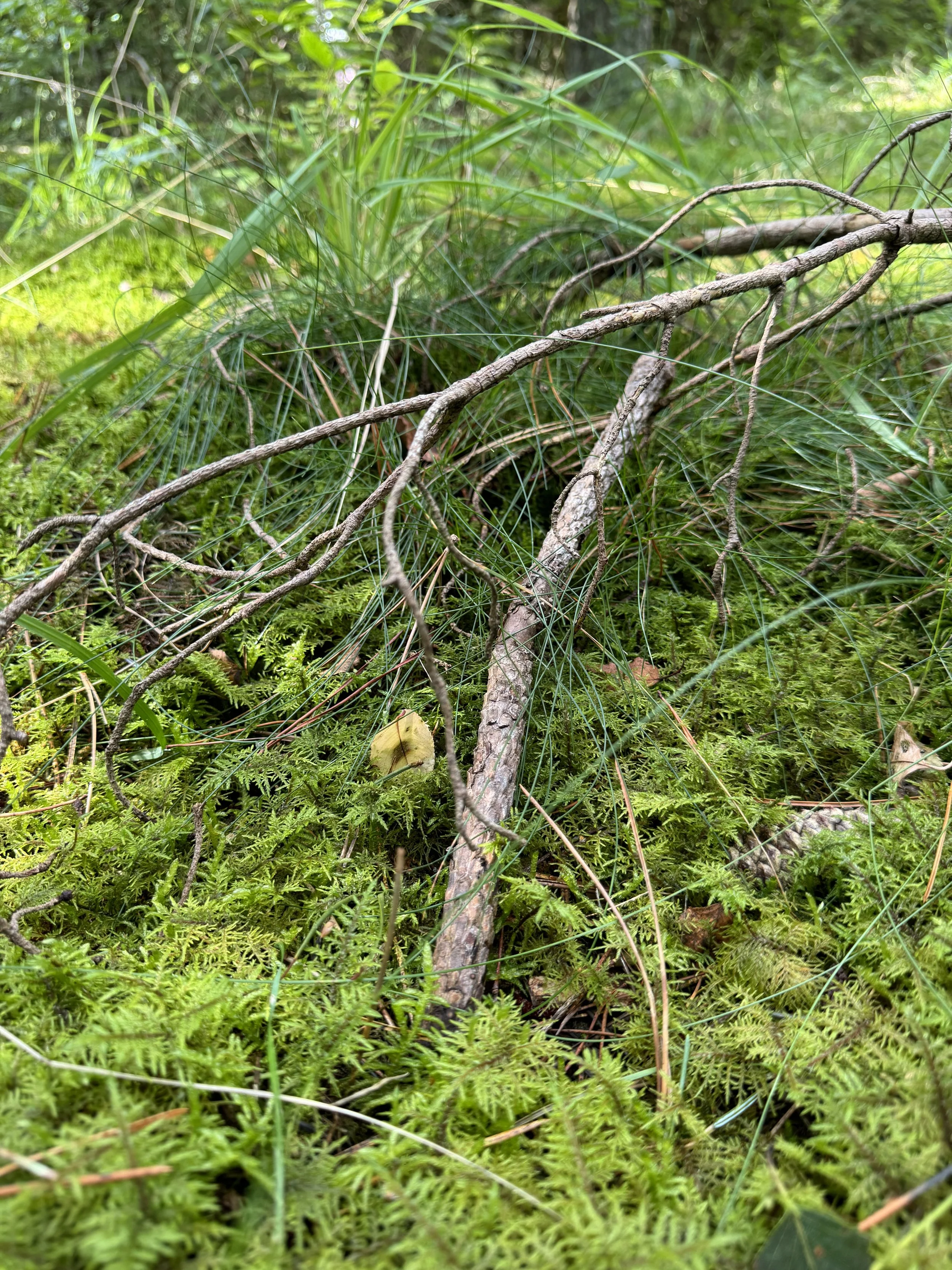 maja-sofie-kristiansen-bark-skin-4.jpeg