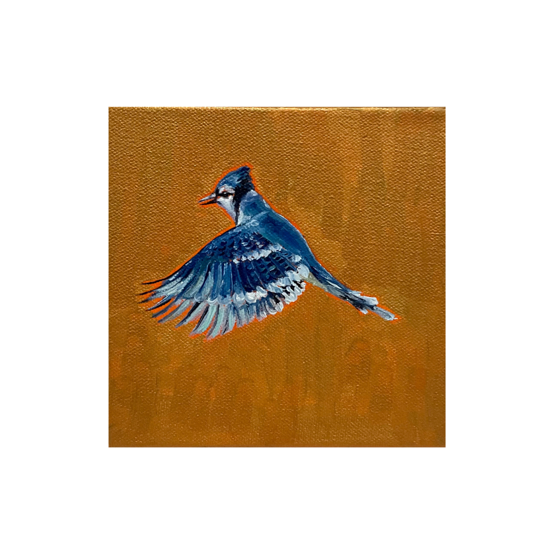 Blue Jay 1.png