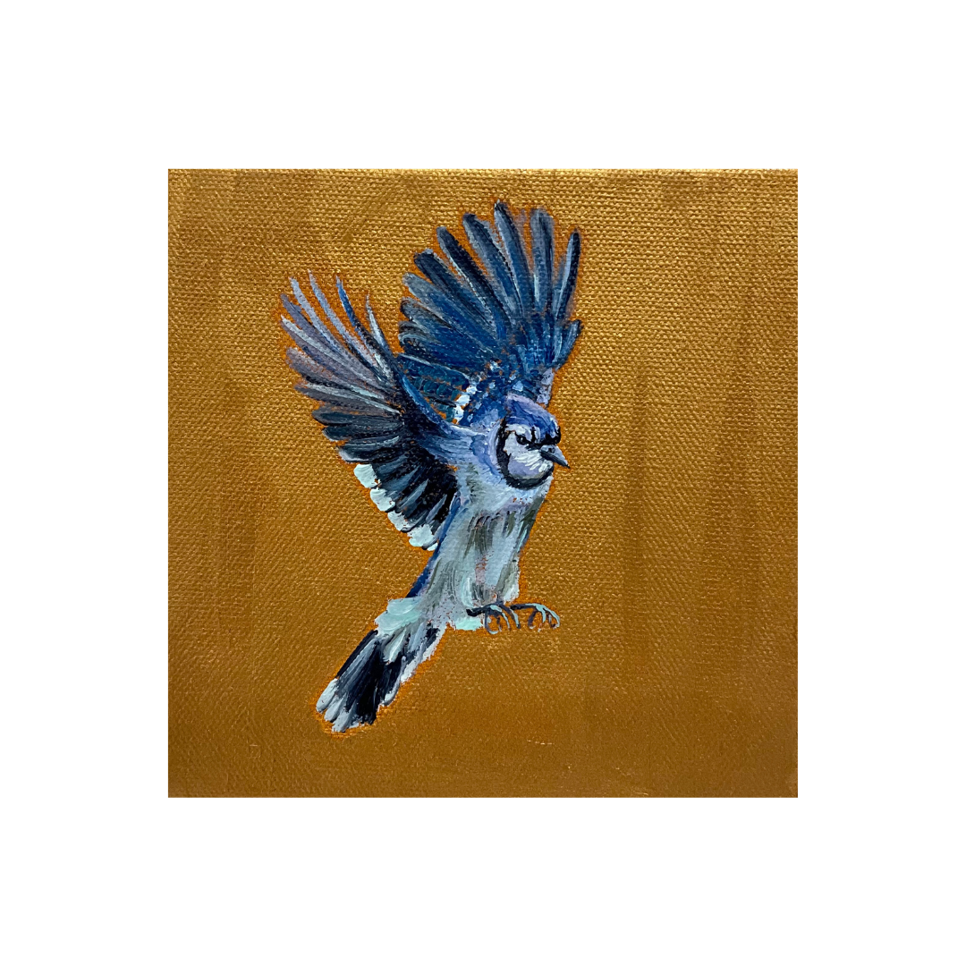 Blue Jay 2.png