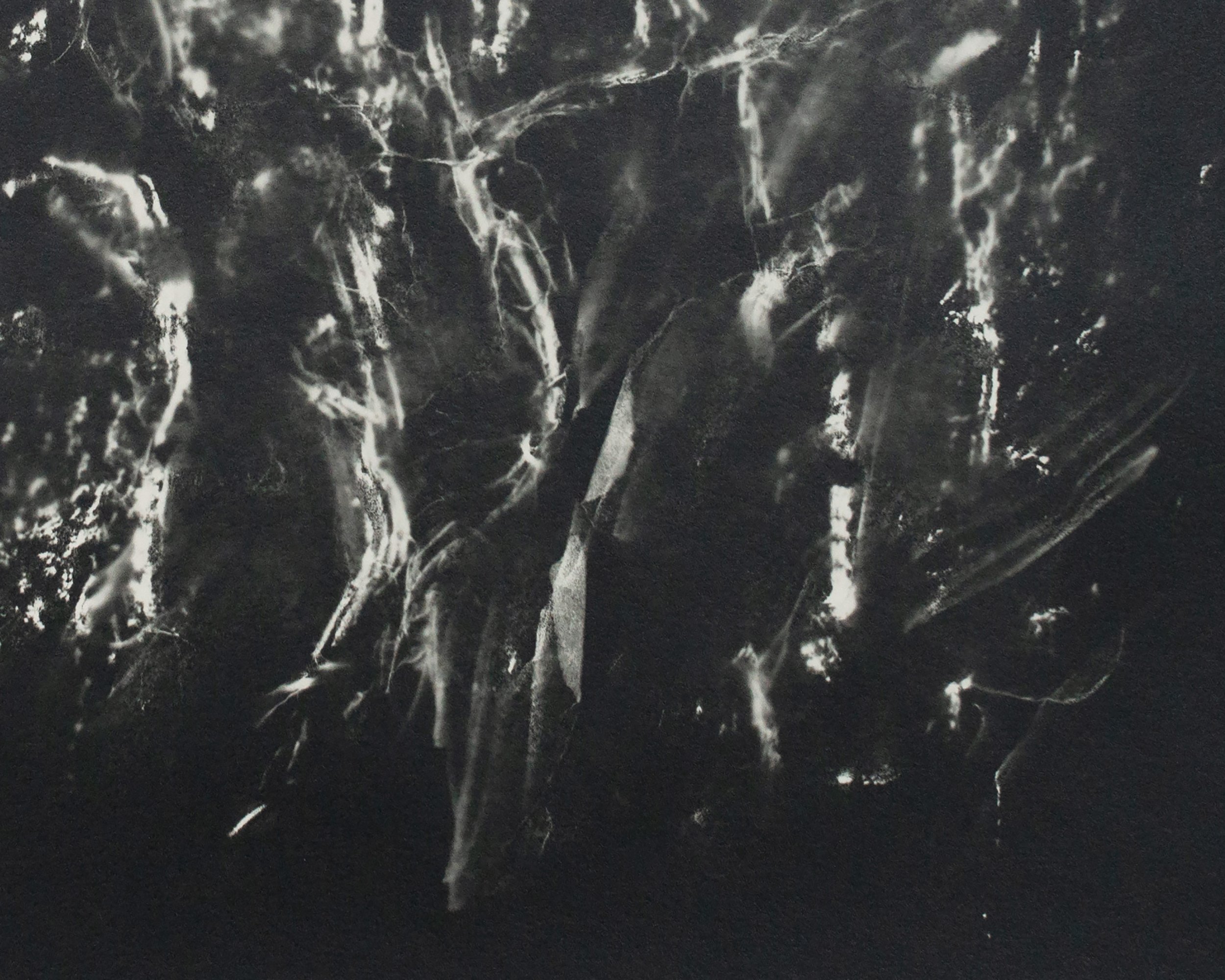 Paper, Rubbing, Tear (The Silver Maple in my Backyard) [detail]