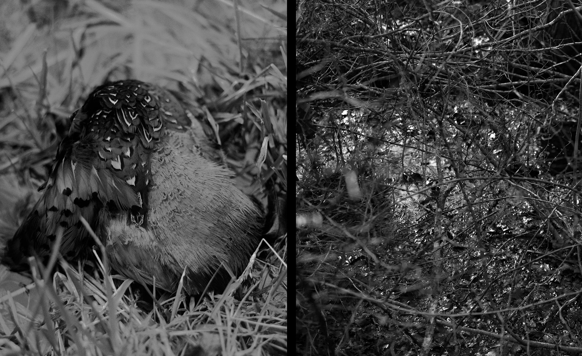 Reflection & Encounter (Pheasant Cap)