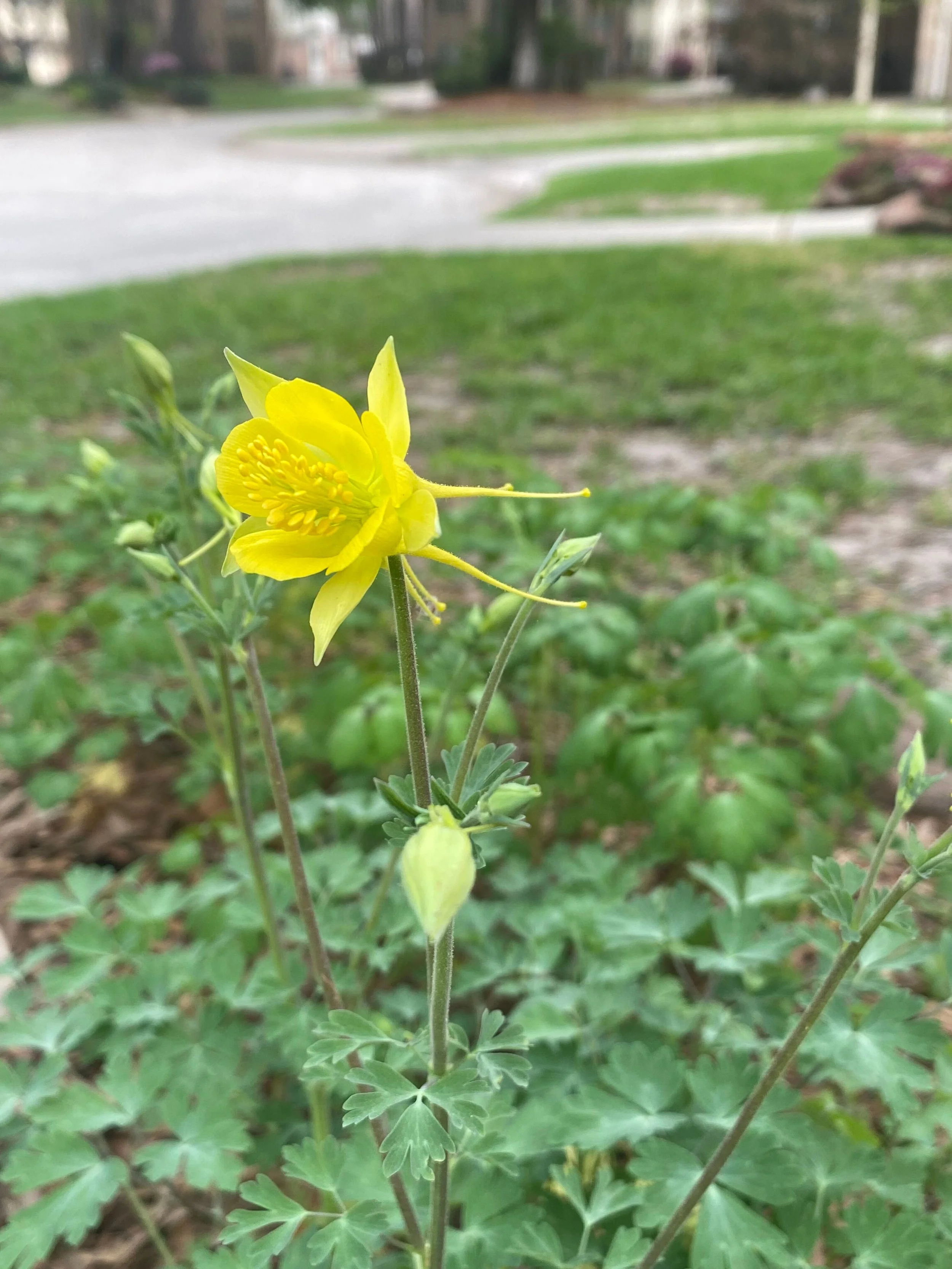 Texas Gold Hinckley’s Columbine