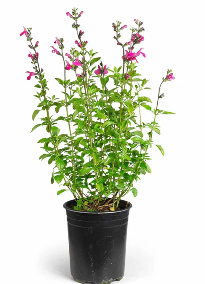 Salvia, La Trinidad Pink