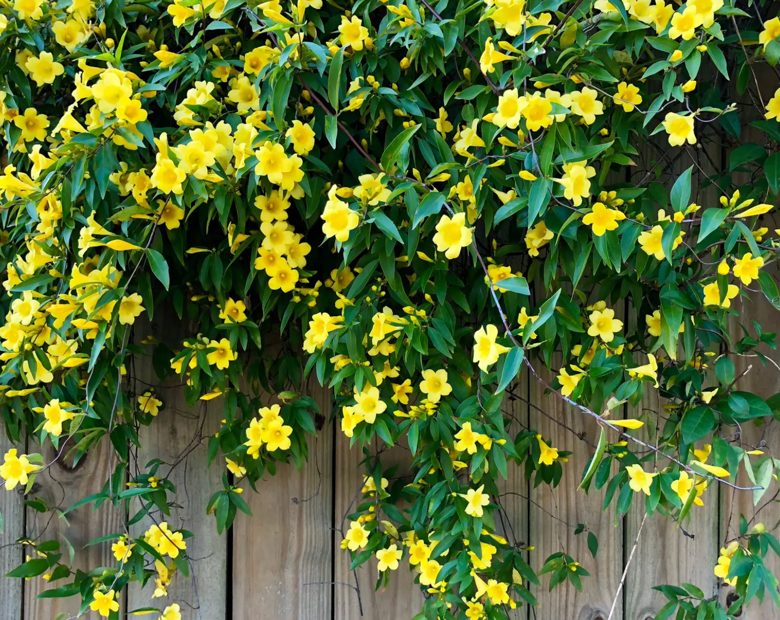 Carolina Jessamine