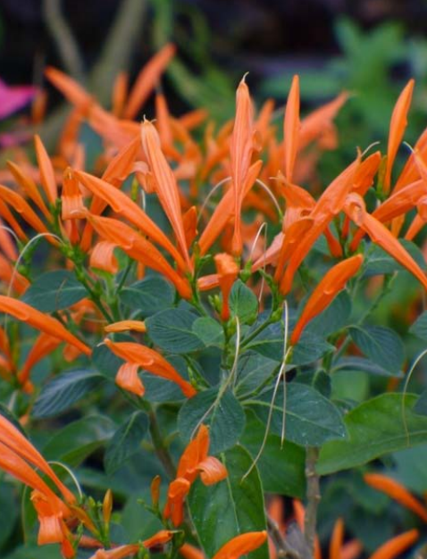 Mexican Honeysuckle