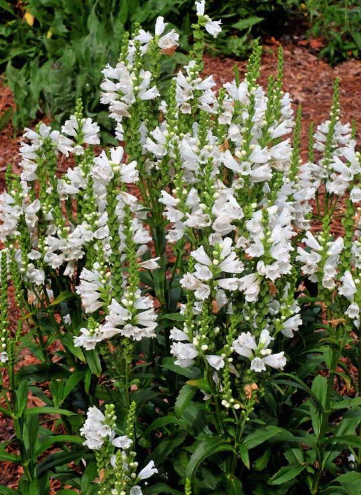 Screenshot 2026-04-28 at 1.42.00 PM.png