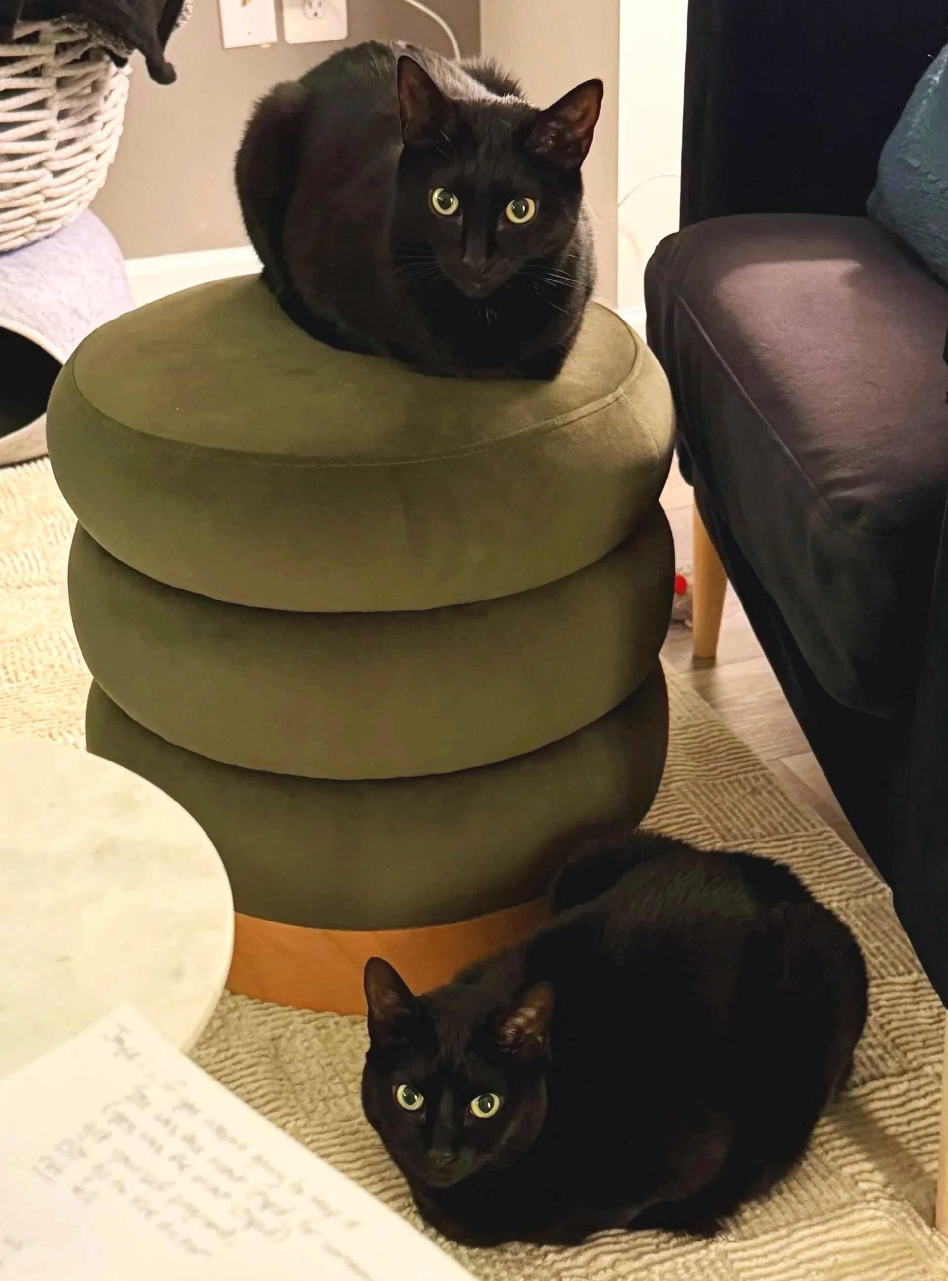 2 Black Cats - Teddy & Lovie