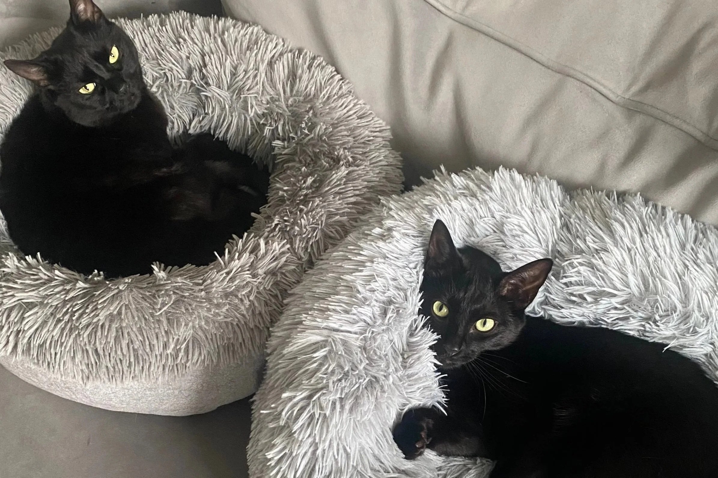 Photos of two black cats snuggled in their kitty beds