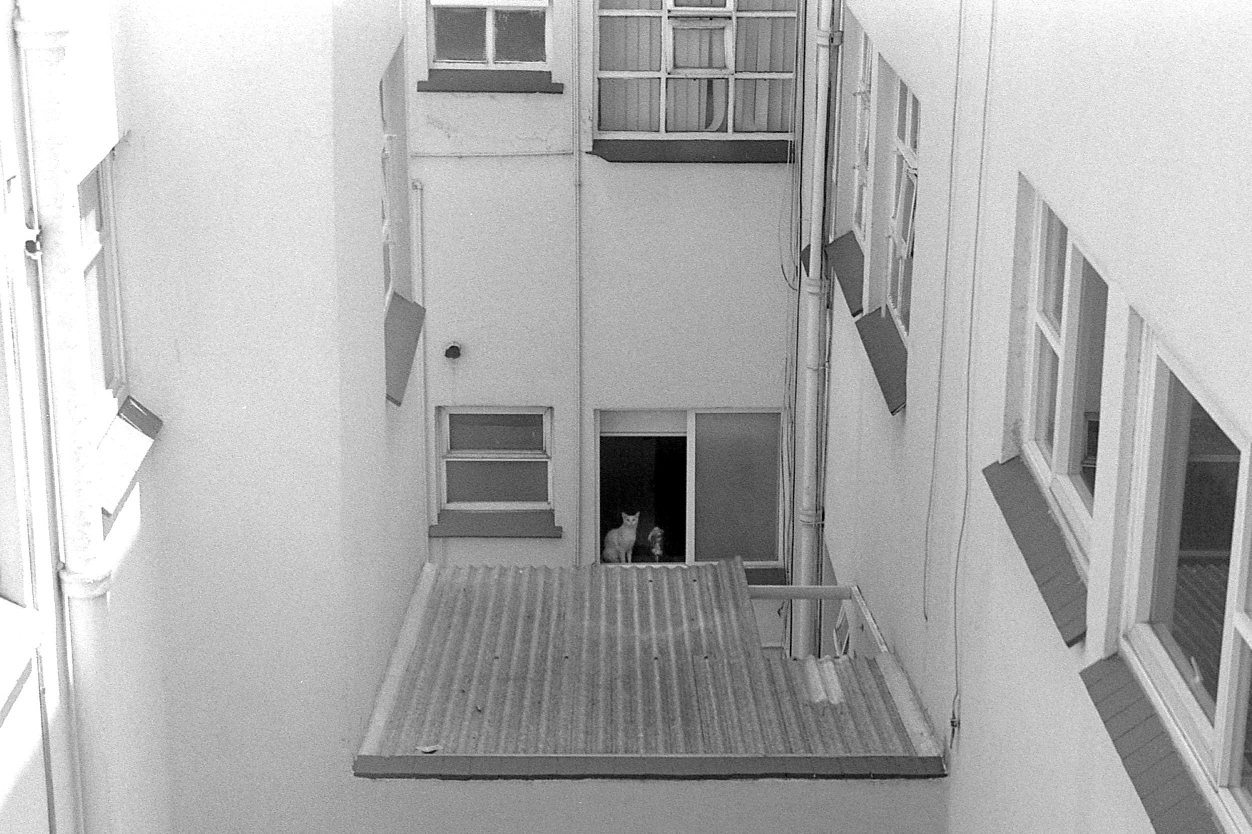 Black and white photo of a white cat siting in a window