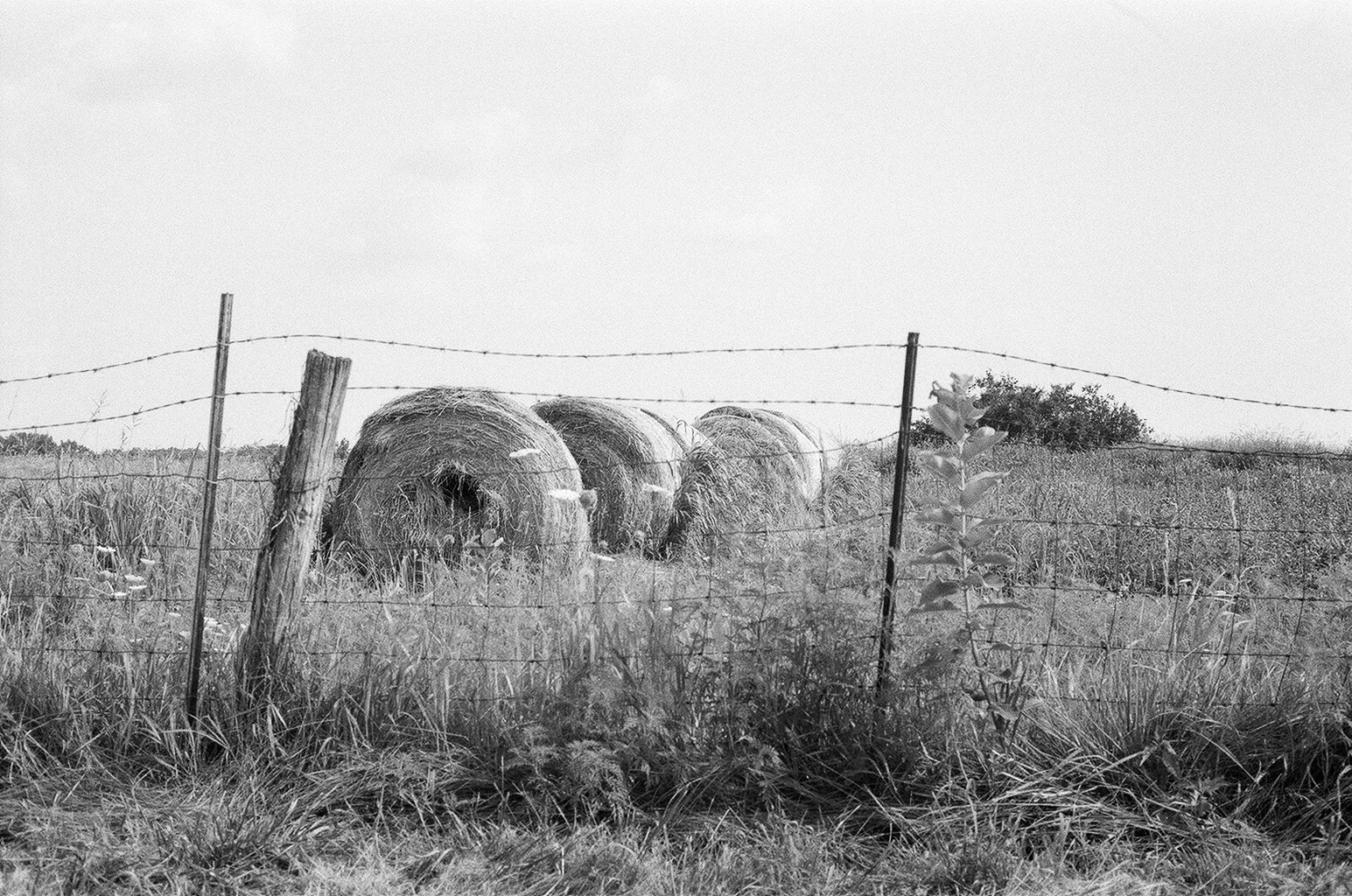 Black and white photo of a rural field with hay bales behind a wire fence and tall grass in the foreground.