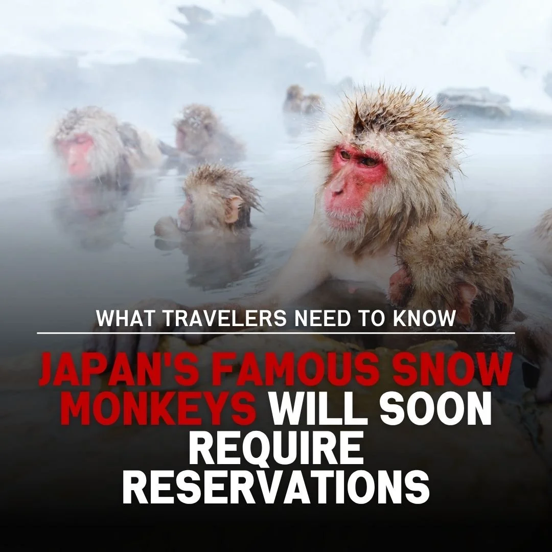 Japan's Famous Snow Monkeys Will Soon Require Reservations: What Travelers Need to Know