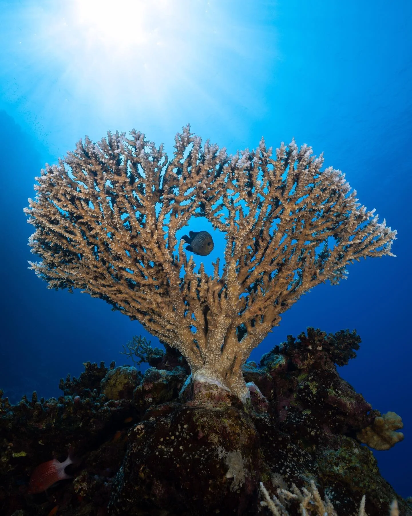 Michael Rall | Underwater Camera Operator | Underwater Photographer