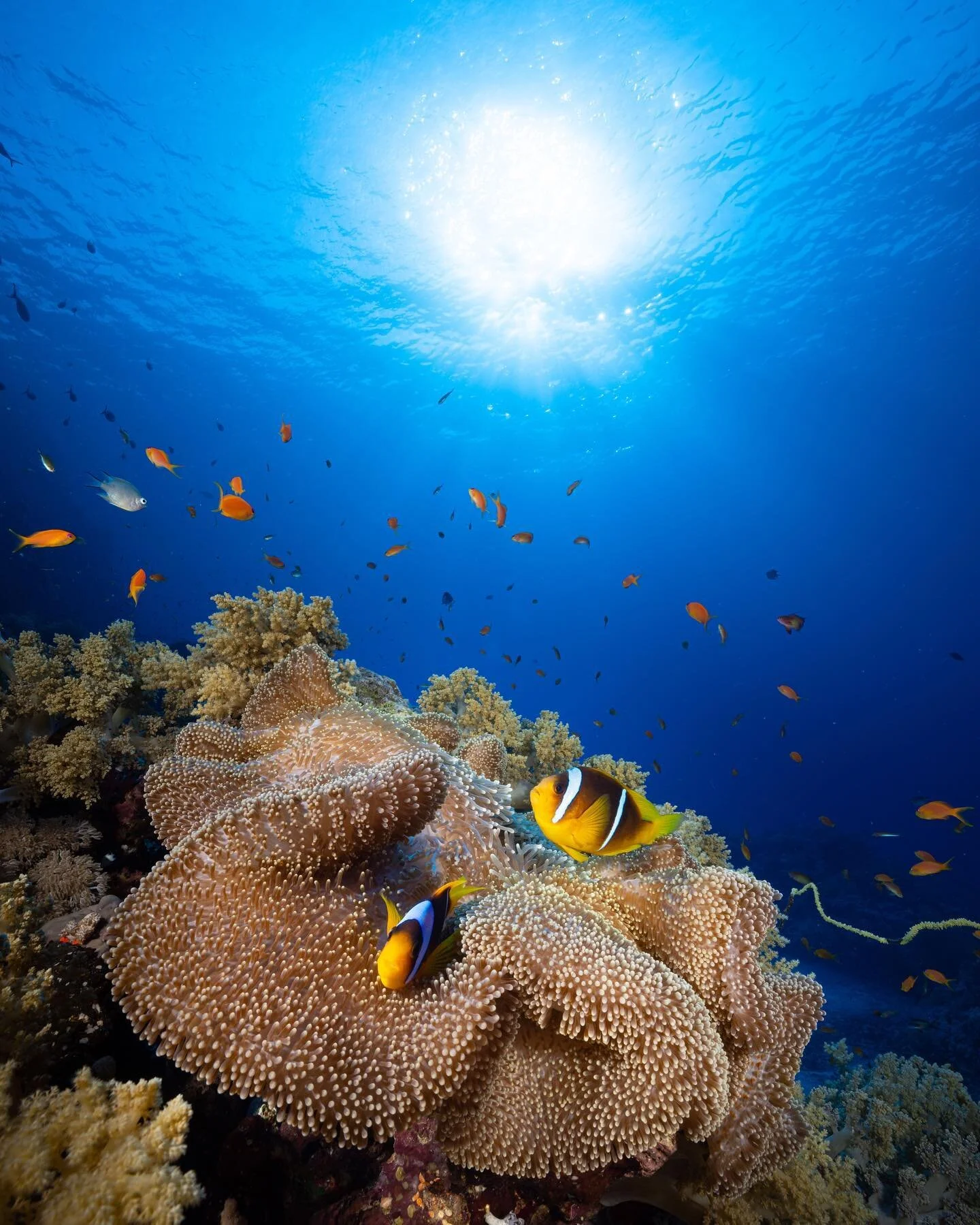 Michael Rall | Underwater Camera Operator | Underwater Photographer