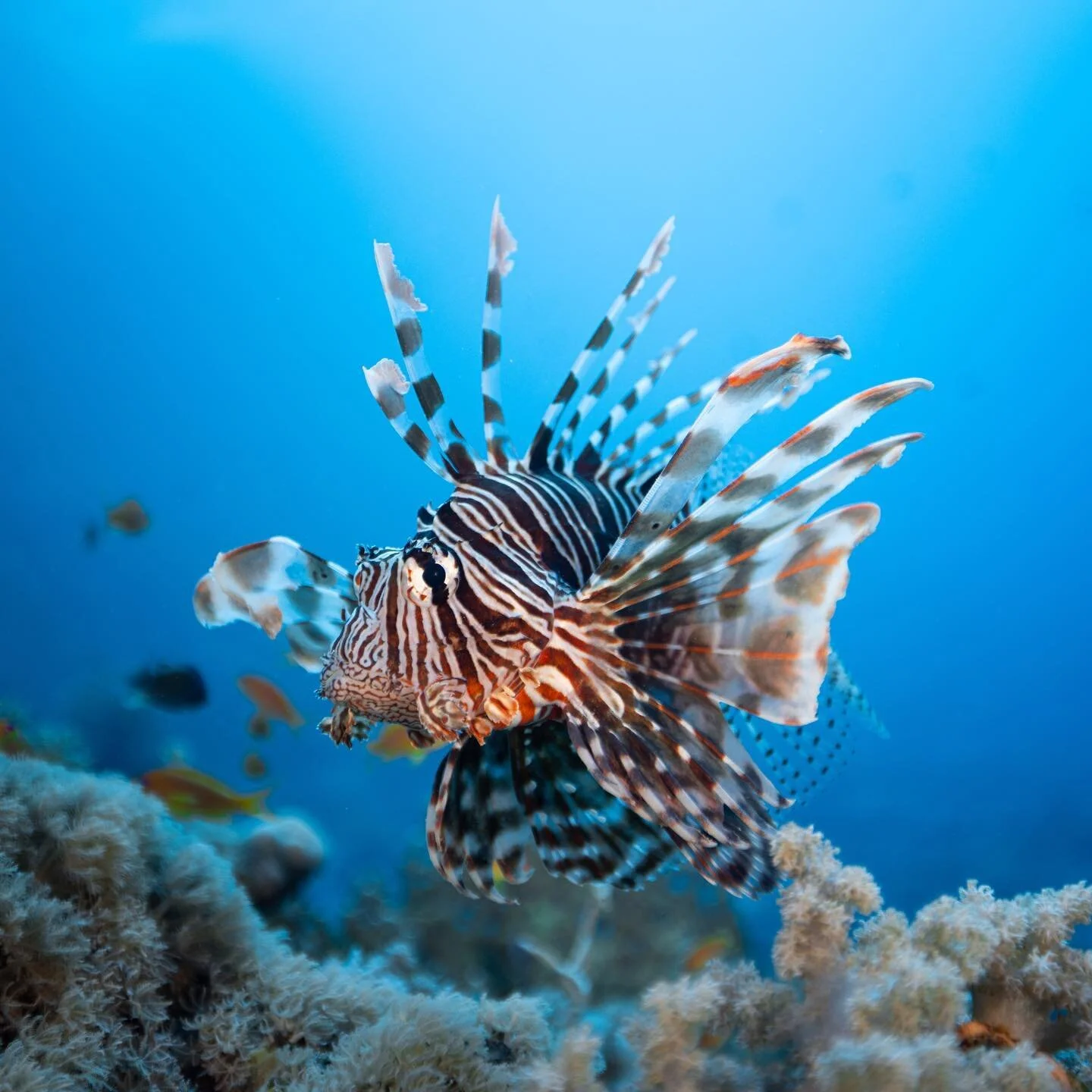 Michael Rall | Underwater Camera Operator | Underwater Photographer