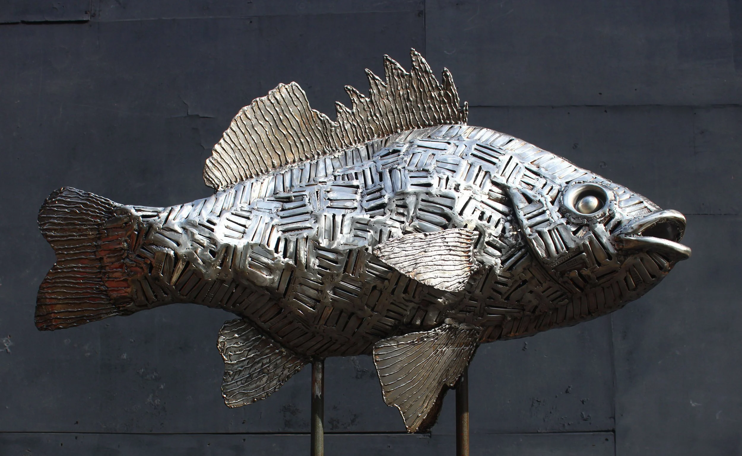 Australian Bass - 2025