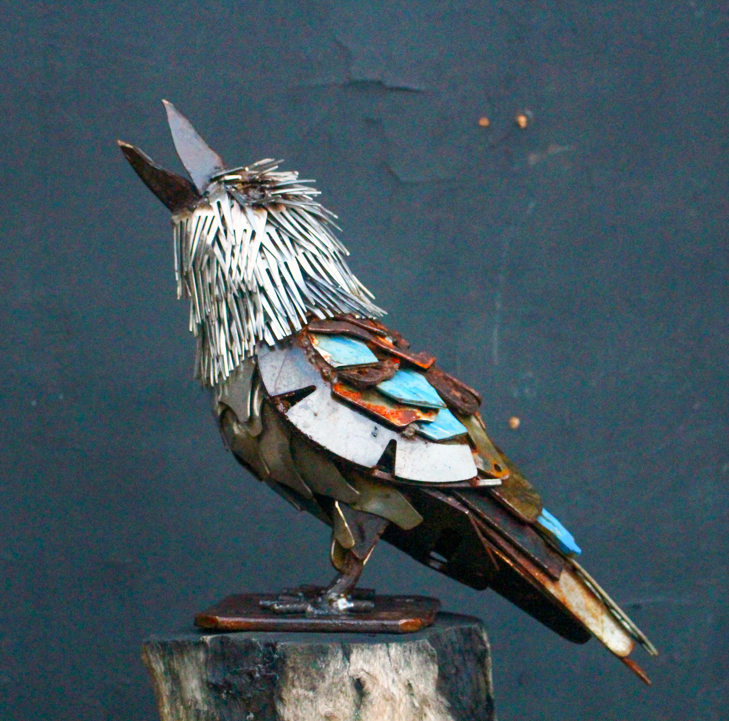 Kookaburra Laughing - 2025