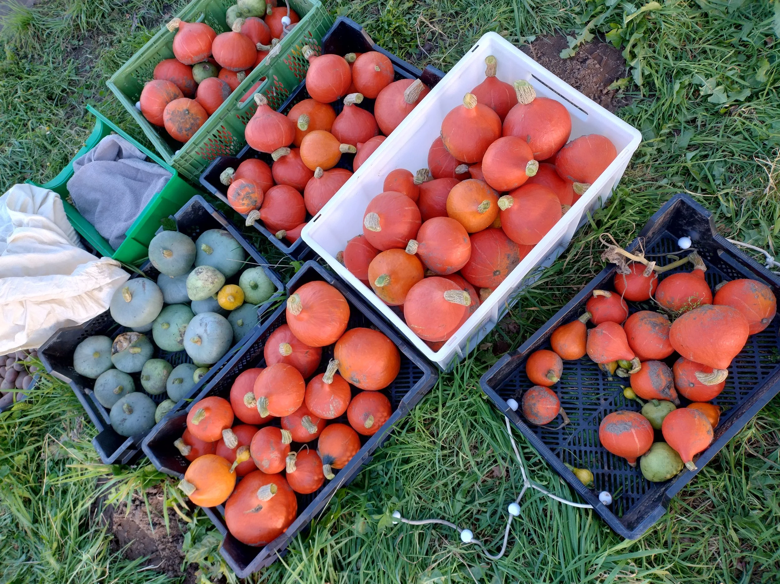 Circlefarm harvest