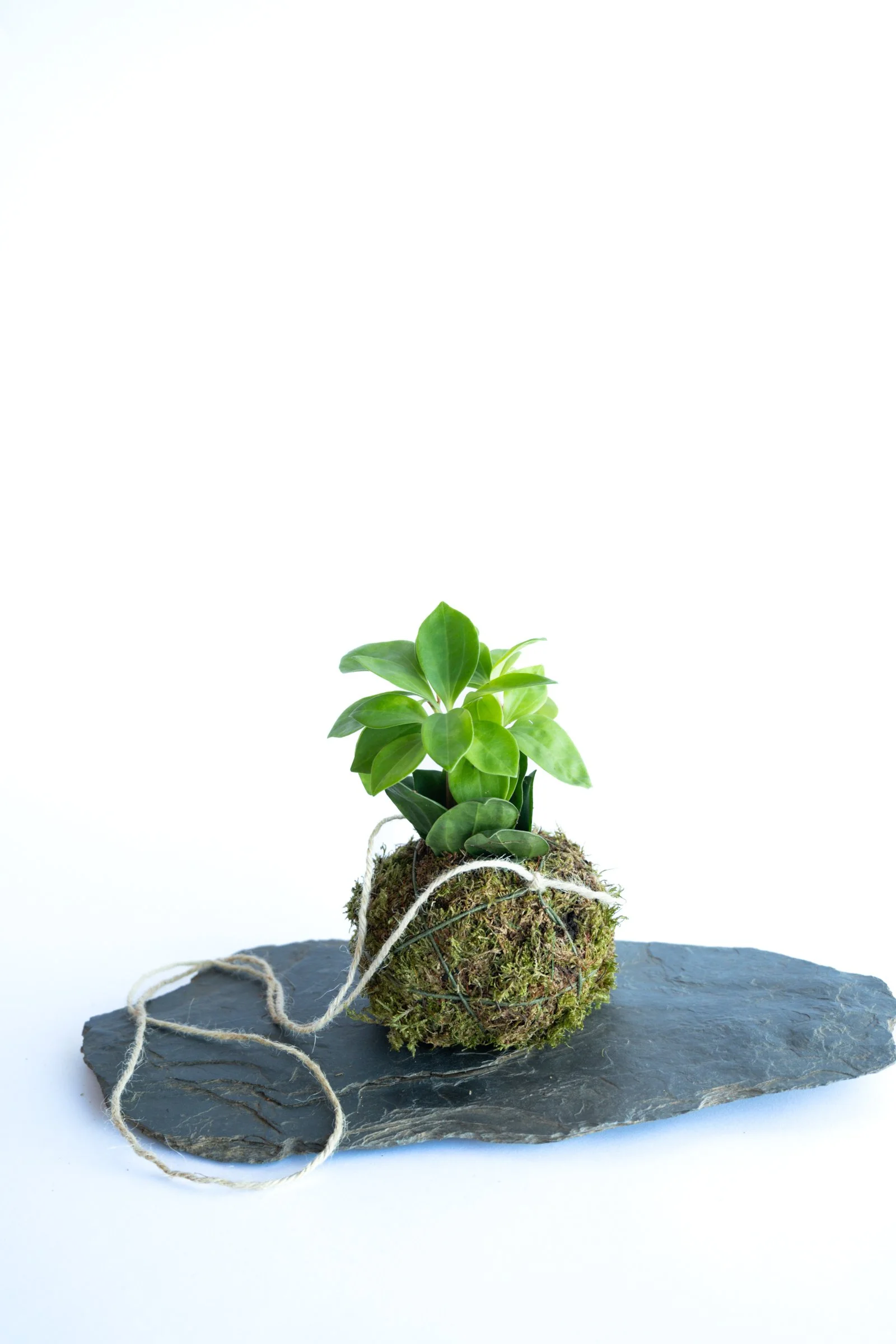 kokedama-1395.jpg