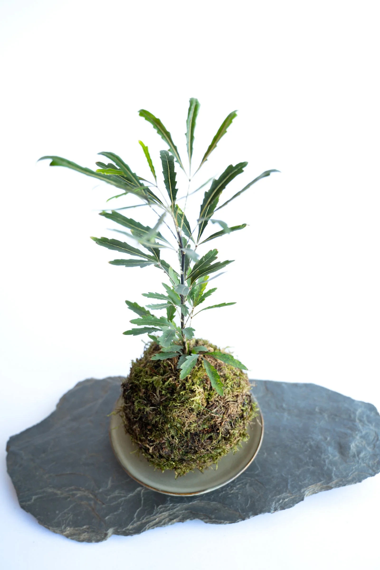 kokedama-1162.jpg