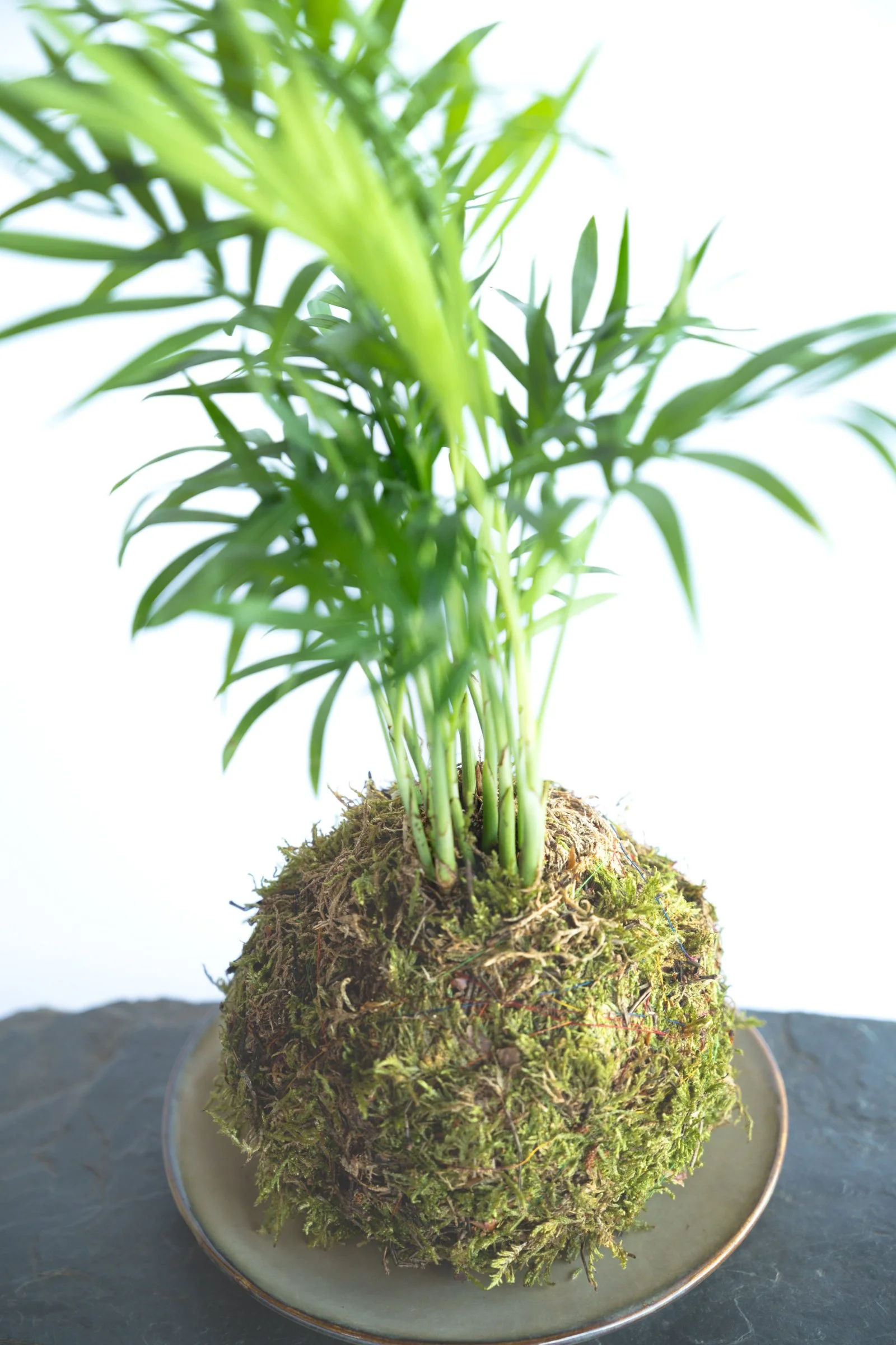 kokedama-1184.jpg