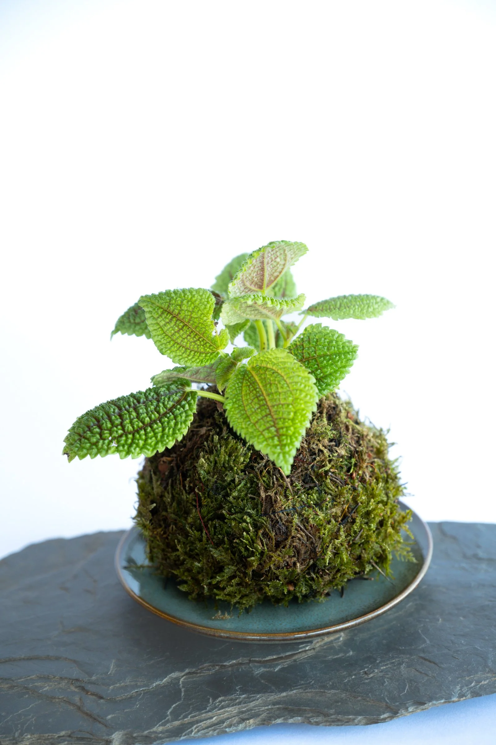 kokedama-1272.jpg