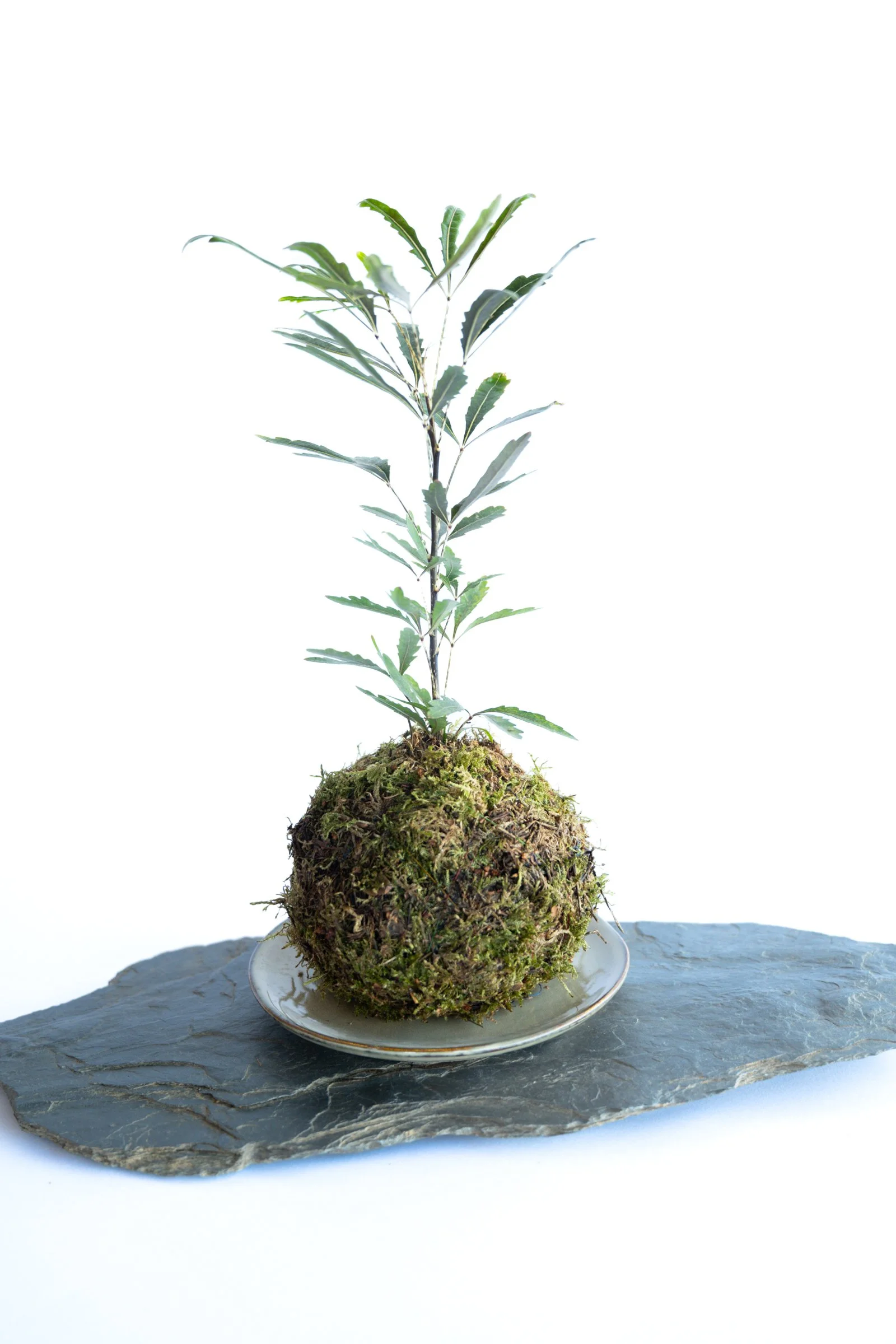 kokedama-1149.jpg