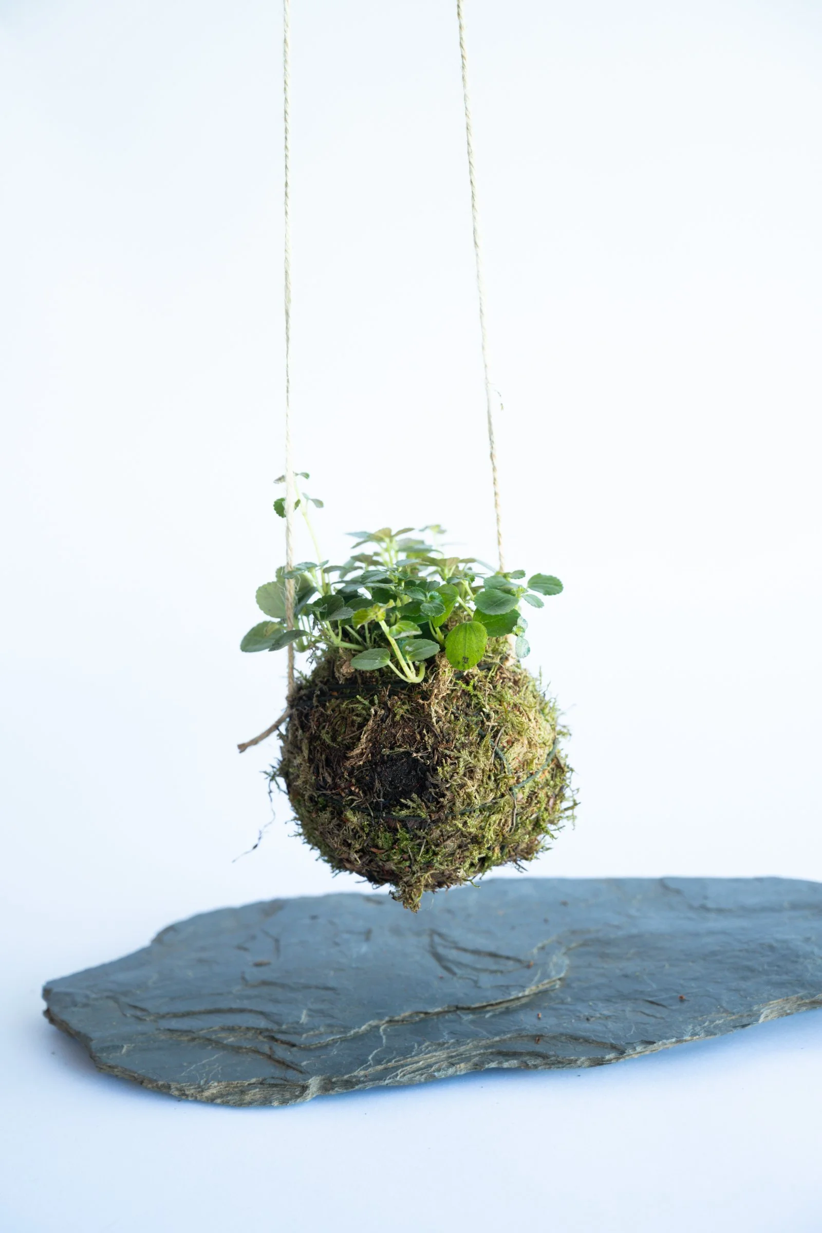 kokedama-1579.jpg