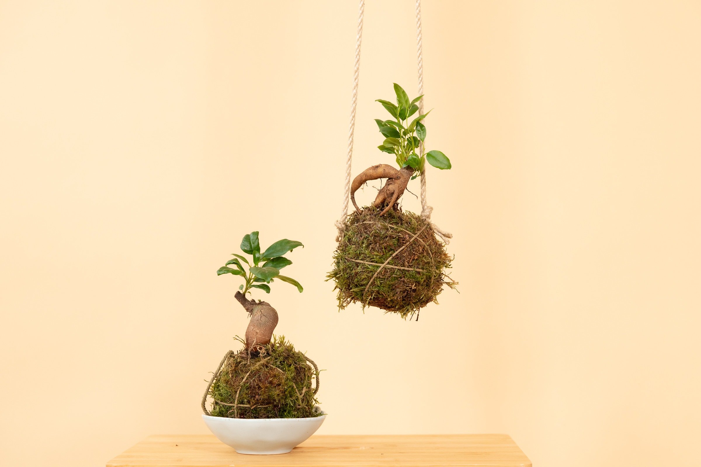 https://i.etsystatic.com/20345109/r/il/7c2df3/4620057605/il_fullxfull.4620057605_43nl.jpg