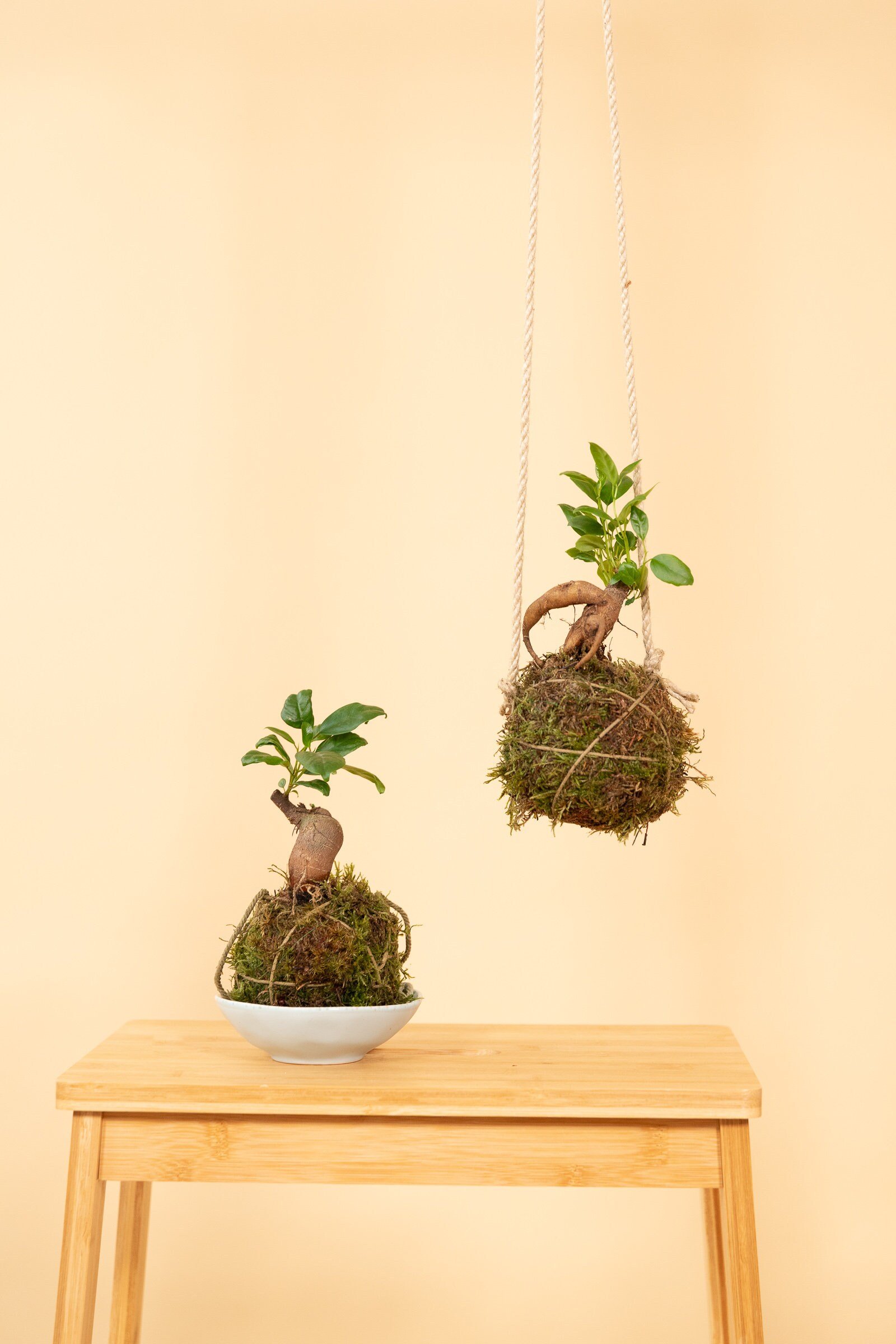 https://i.etsystatic.com/20345109/r/il/7c0c14/4620057609/il_fullxfull.4620057609_5l2d.jpg